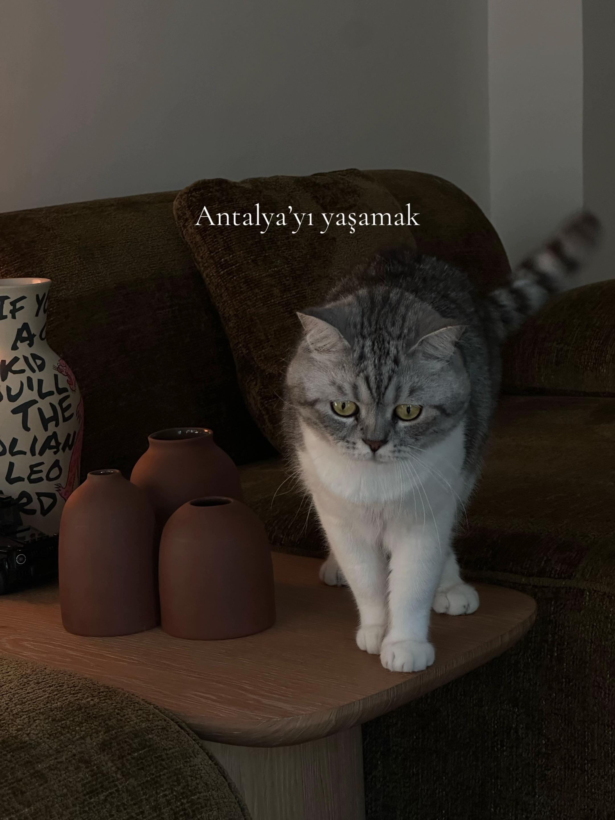 @Talat AKIL