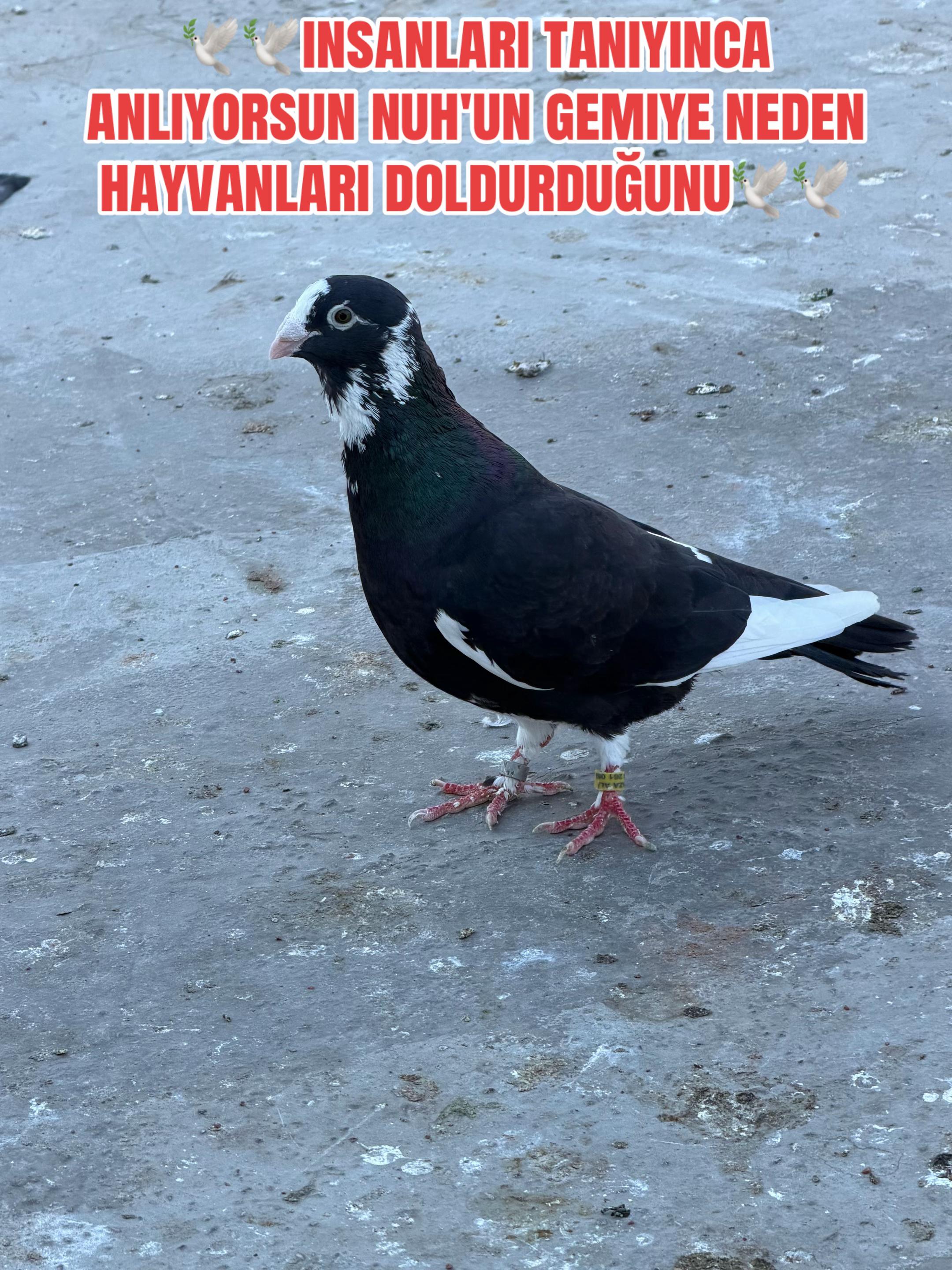 @Ali yükkaldıran01