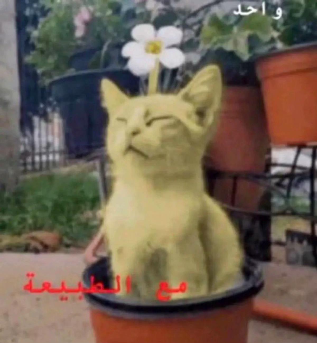 @سيد حُسَيّن