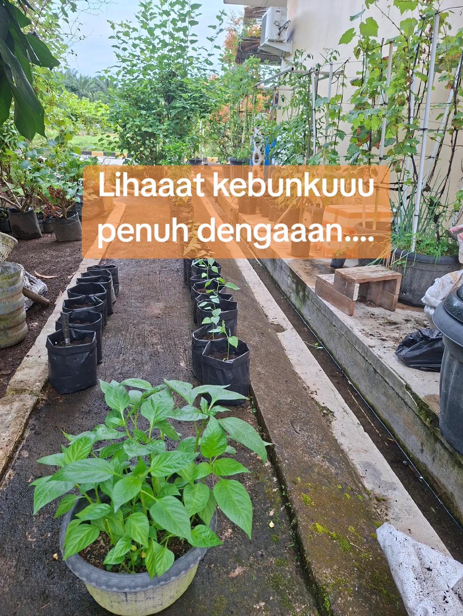 @Chenny.Garden