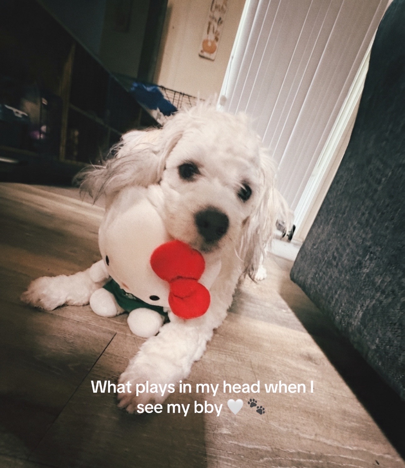@Coco 💙🐶🐾