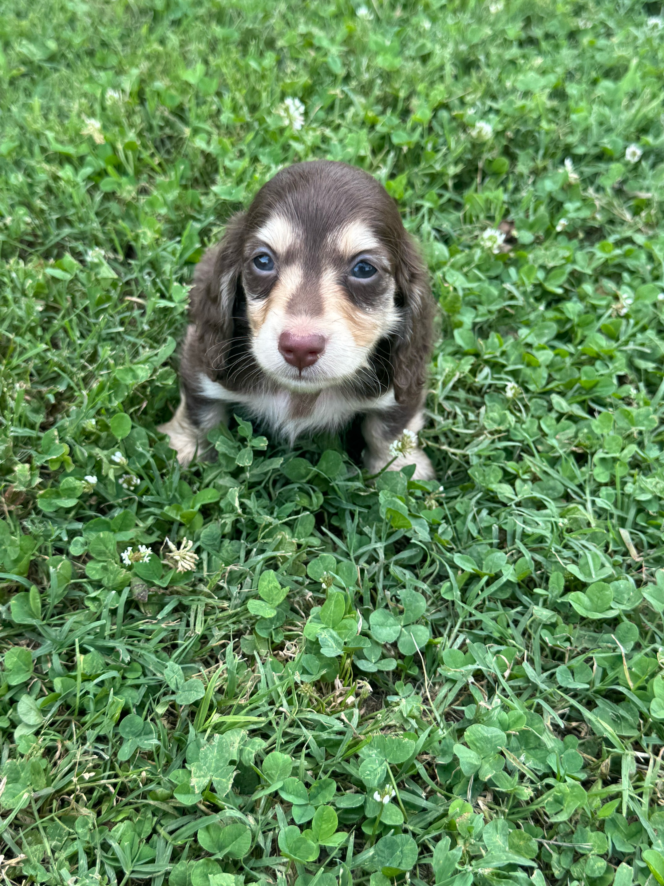 @Charisma Dachshunds