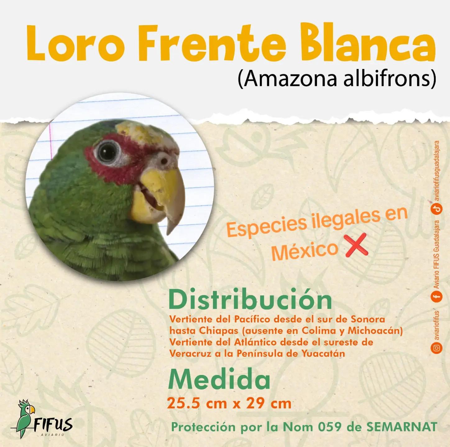 @Aviario FIFUS Guadalajara