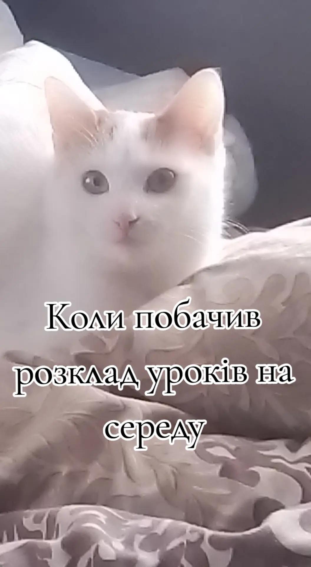 @|~🌷taya.soft🌷~|
