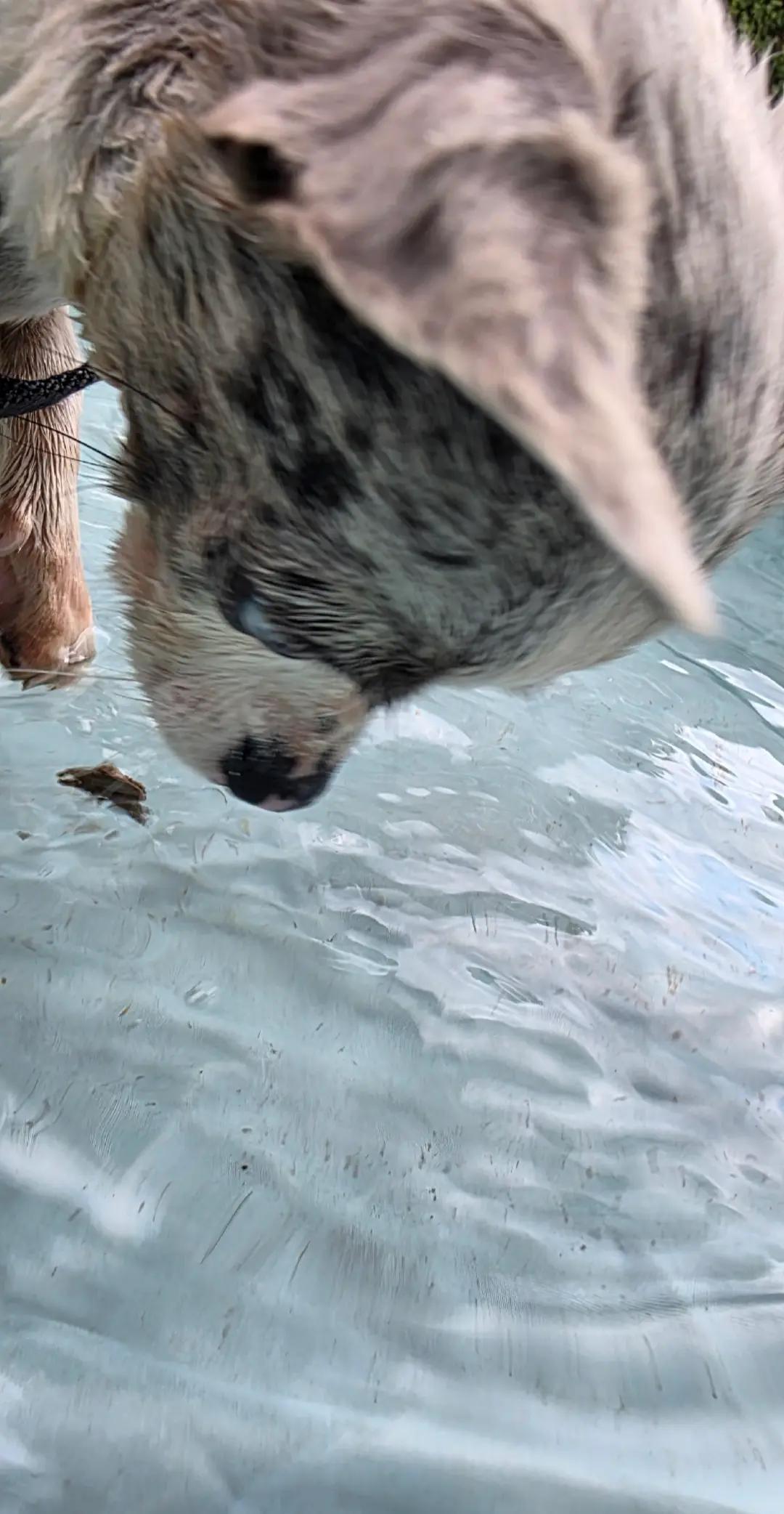 @Jerry_Coby_Chihuahua