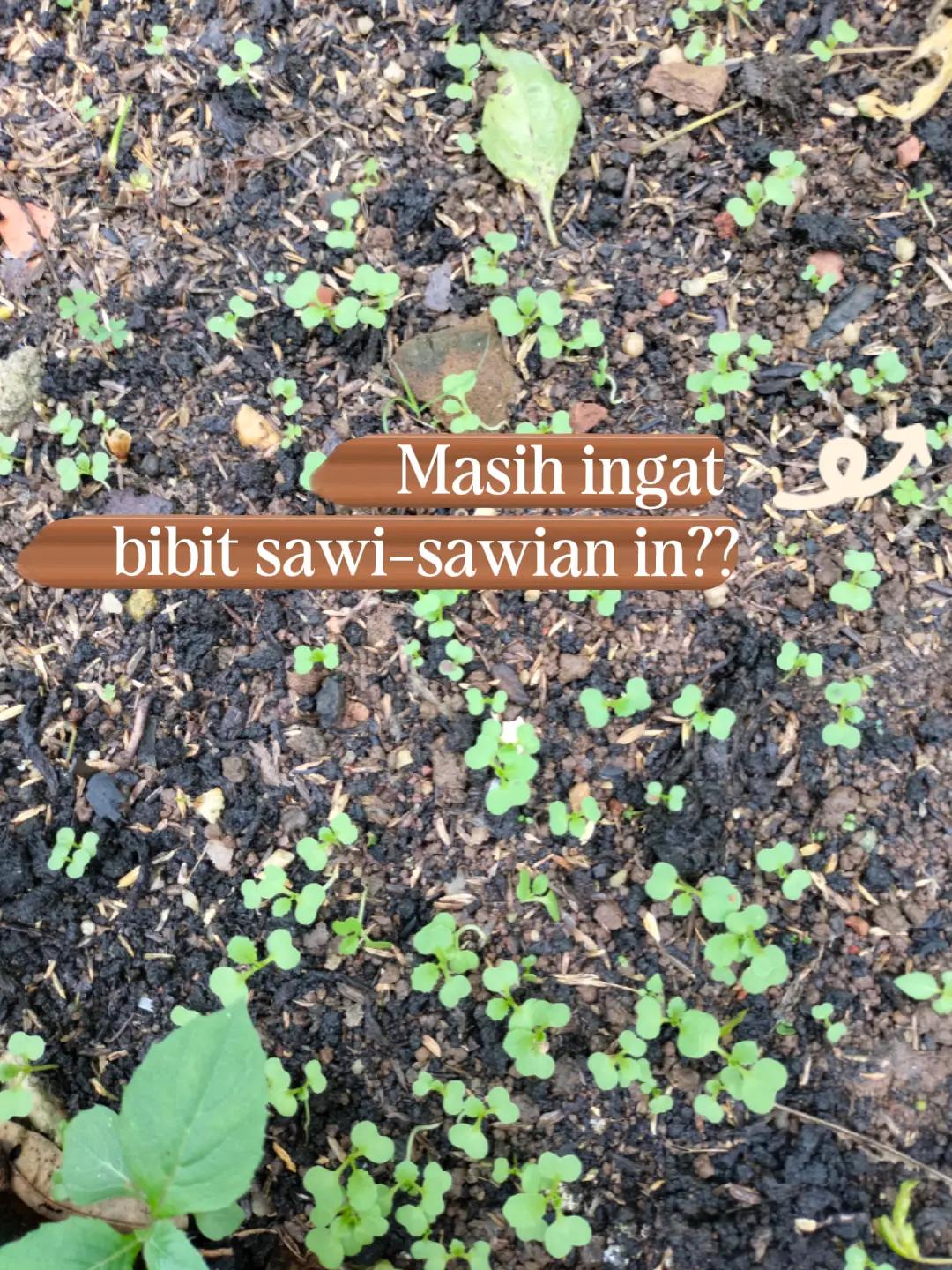 @mahmudah.garden