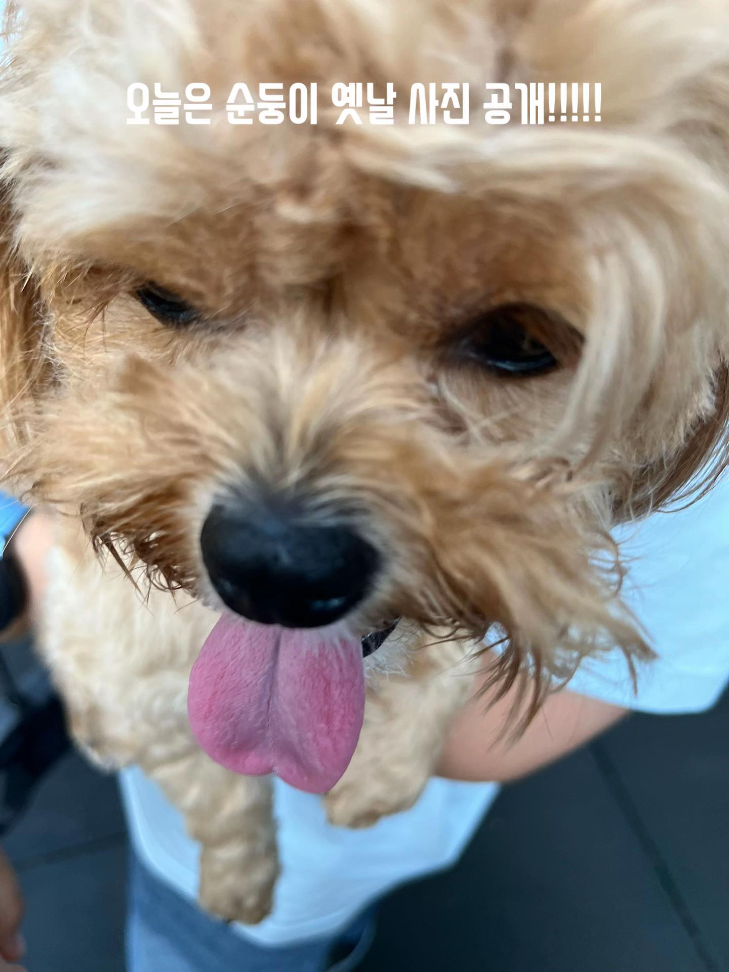 @노는게 제일 좋은 강둥이