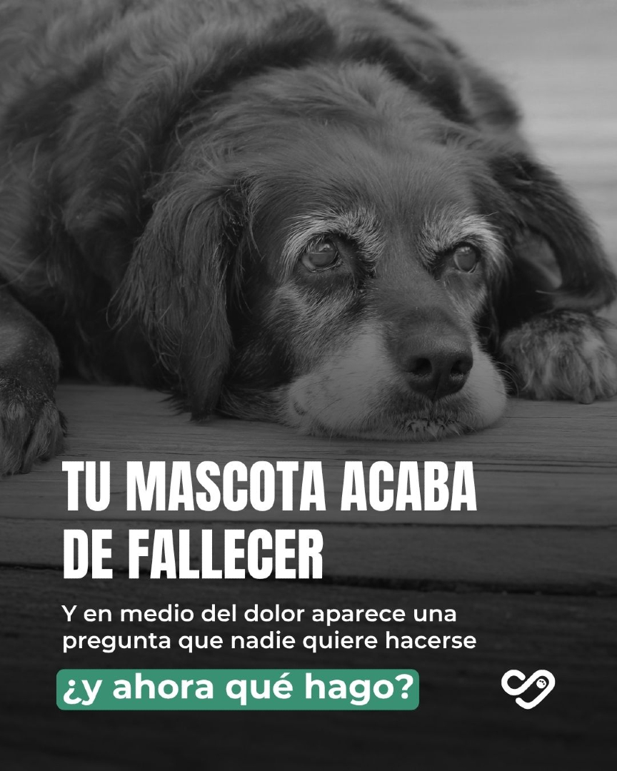 @Pancho Cavero