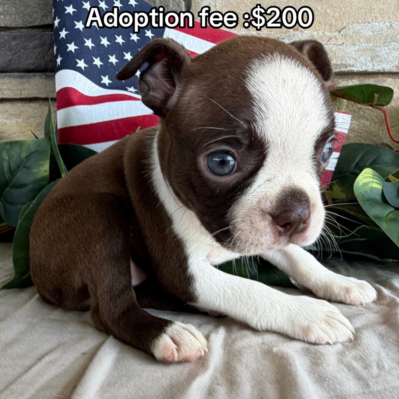 @Boston terriers puppies