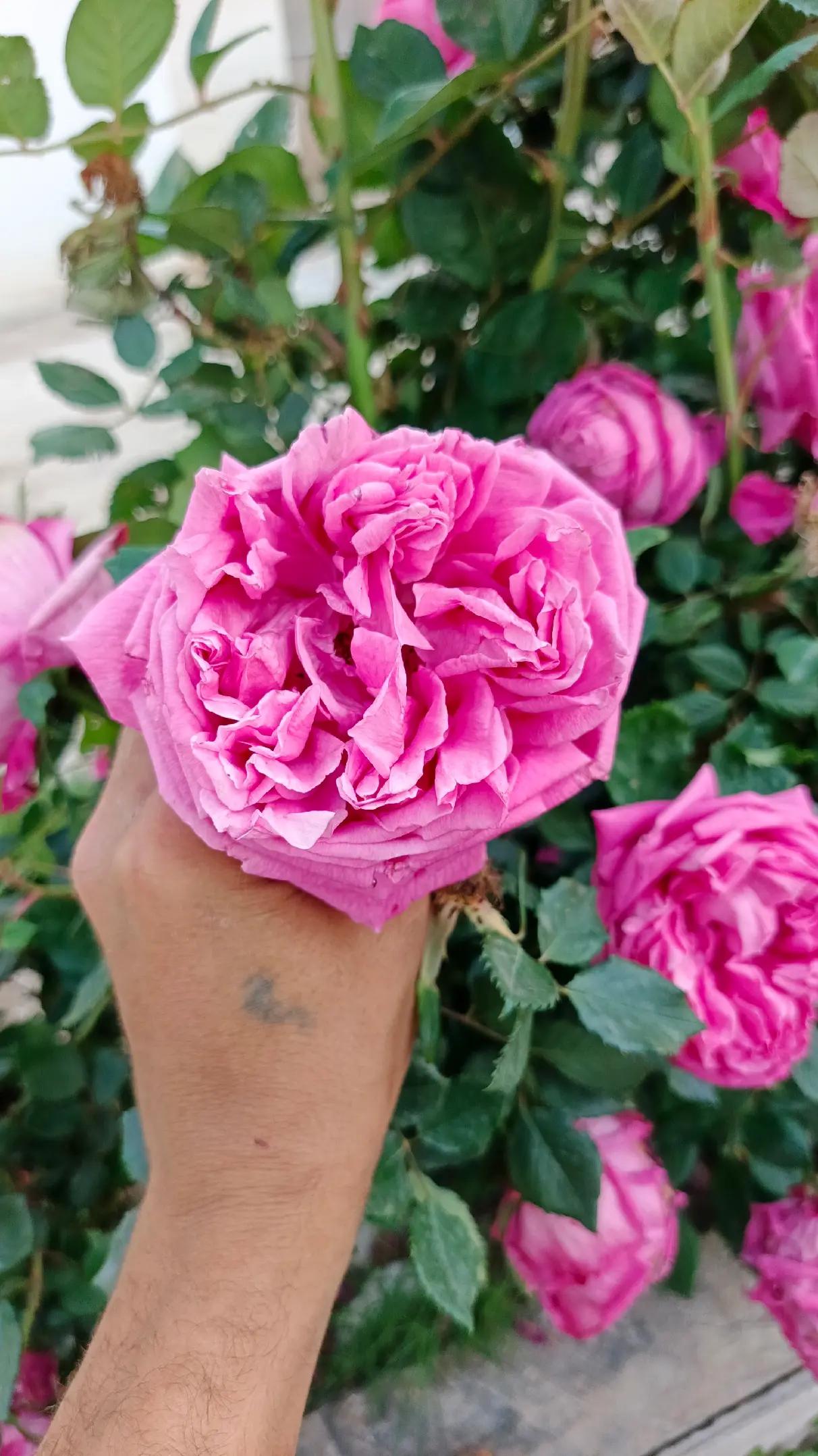 @حمـوديـﮯ آلبرشـلونيـﮯԊ