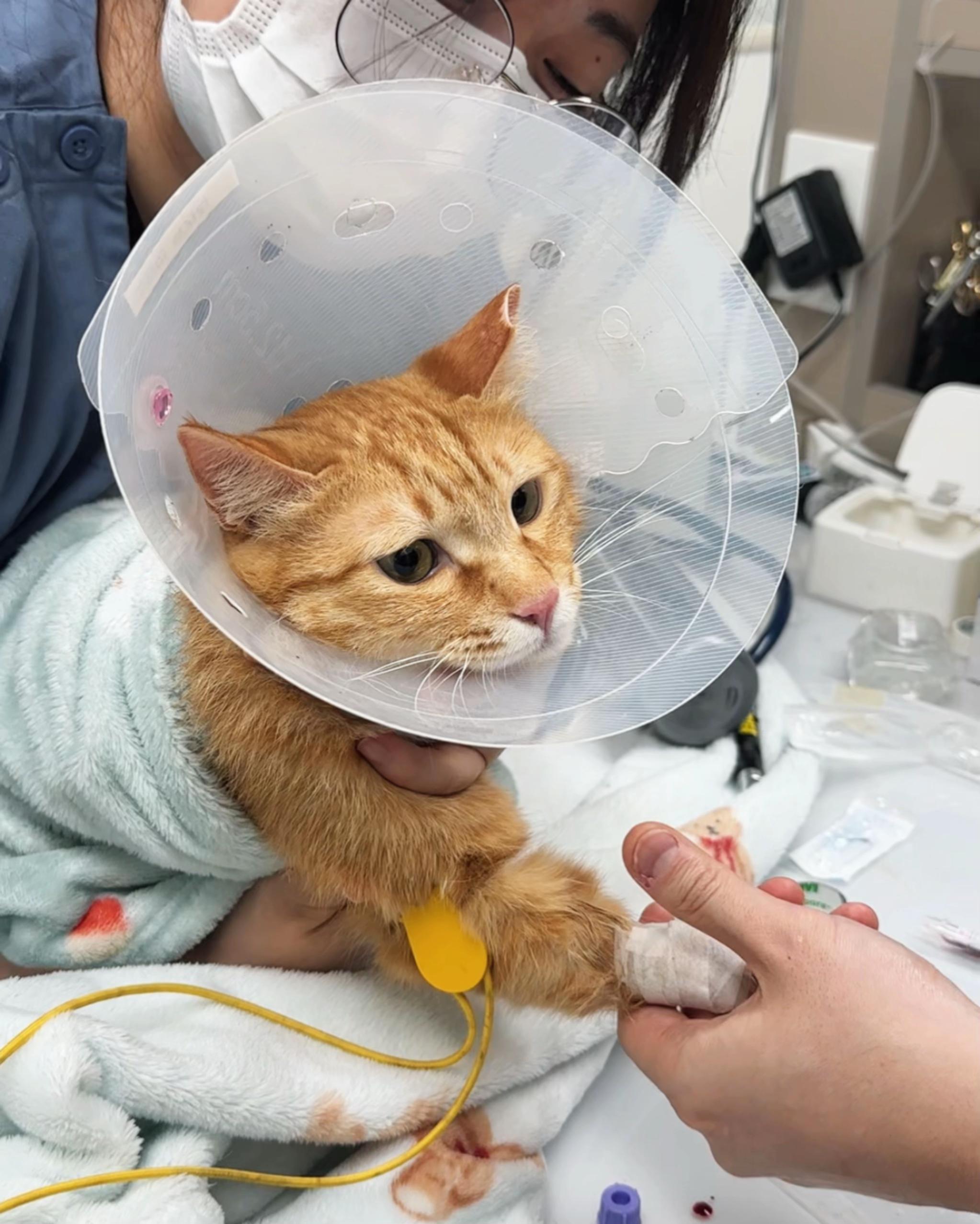 @MyStrayCheese