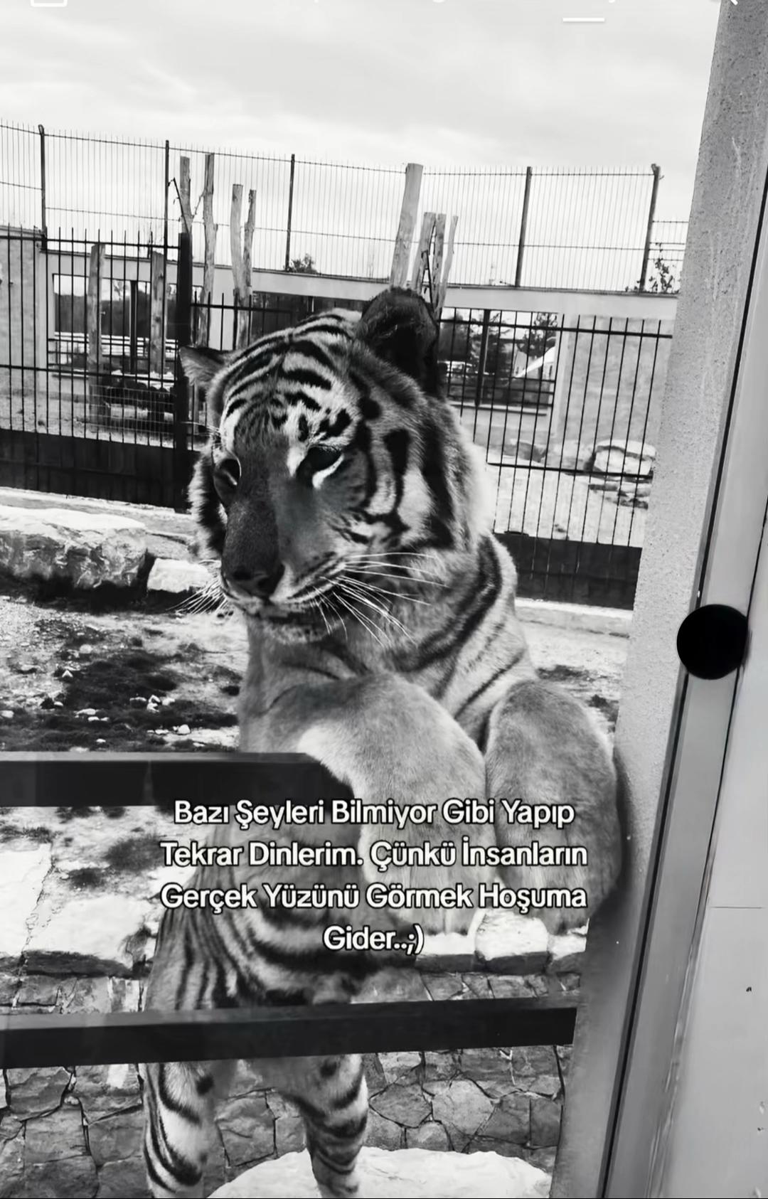 @Ahmet Kaya 6327