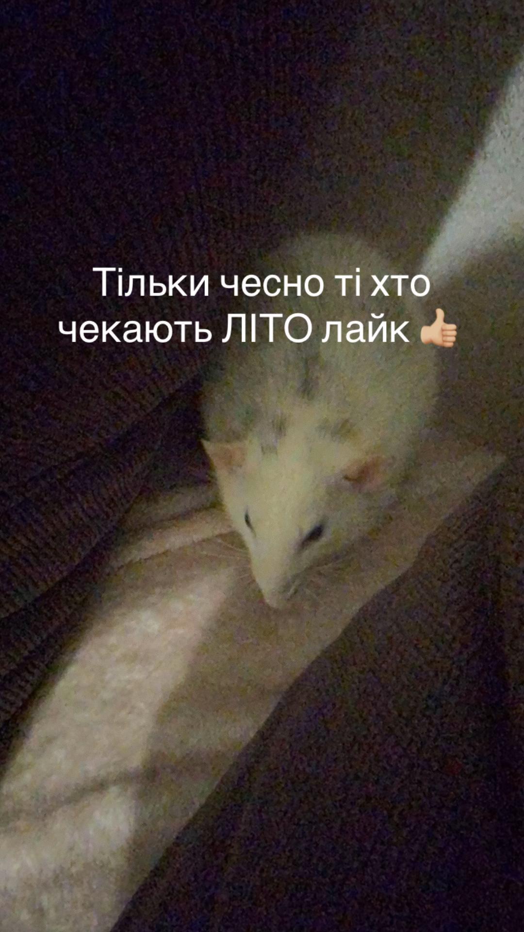 @Z.L.A.T.U.S.I.K ❤️🥰🍓😀🍧