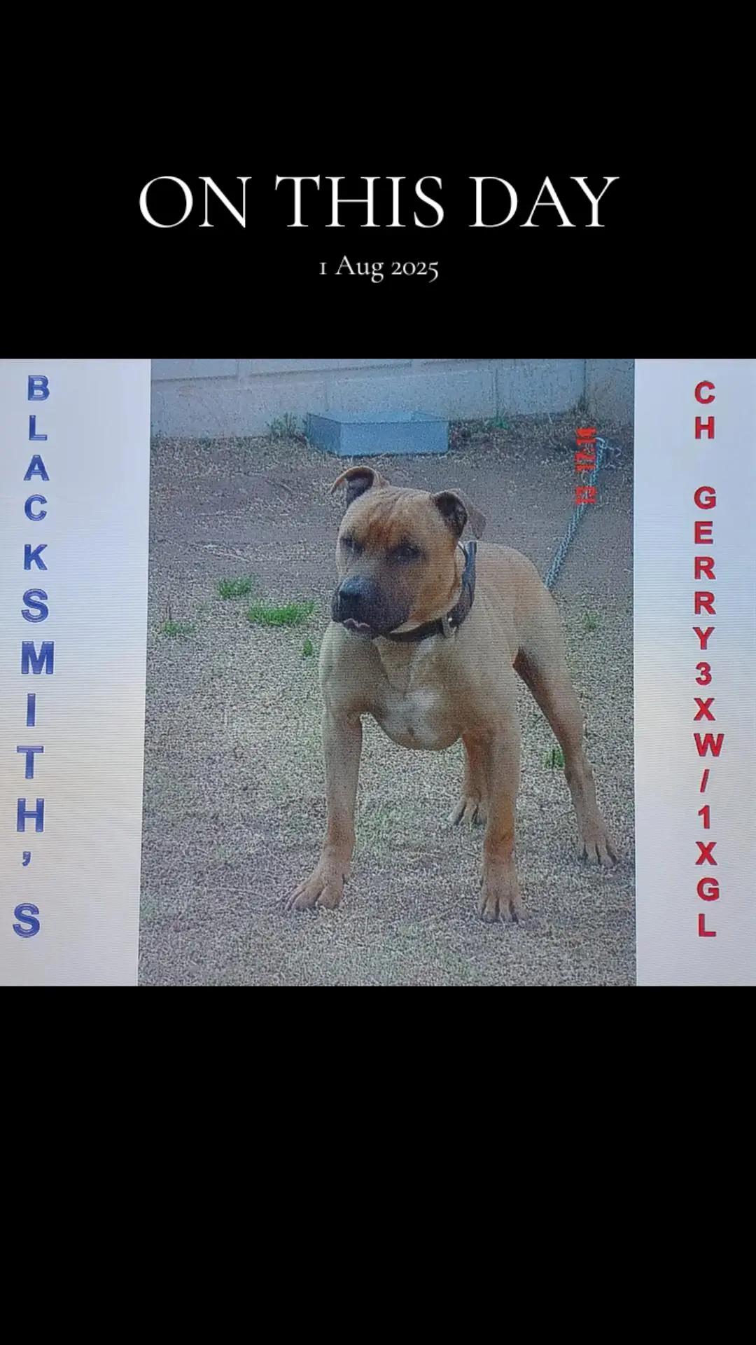 @SAAPBT_GAMEDOGS