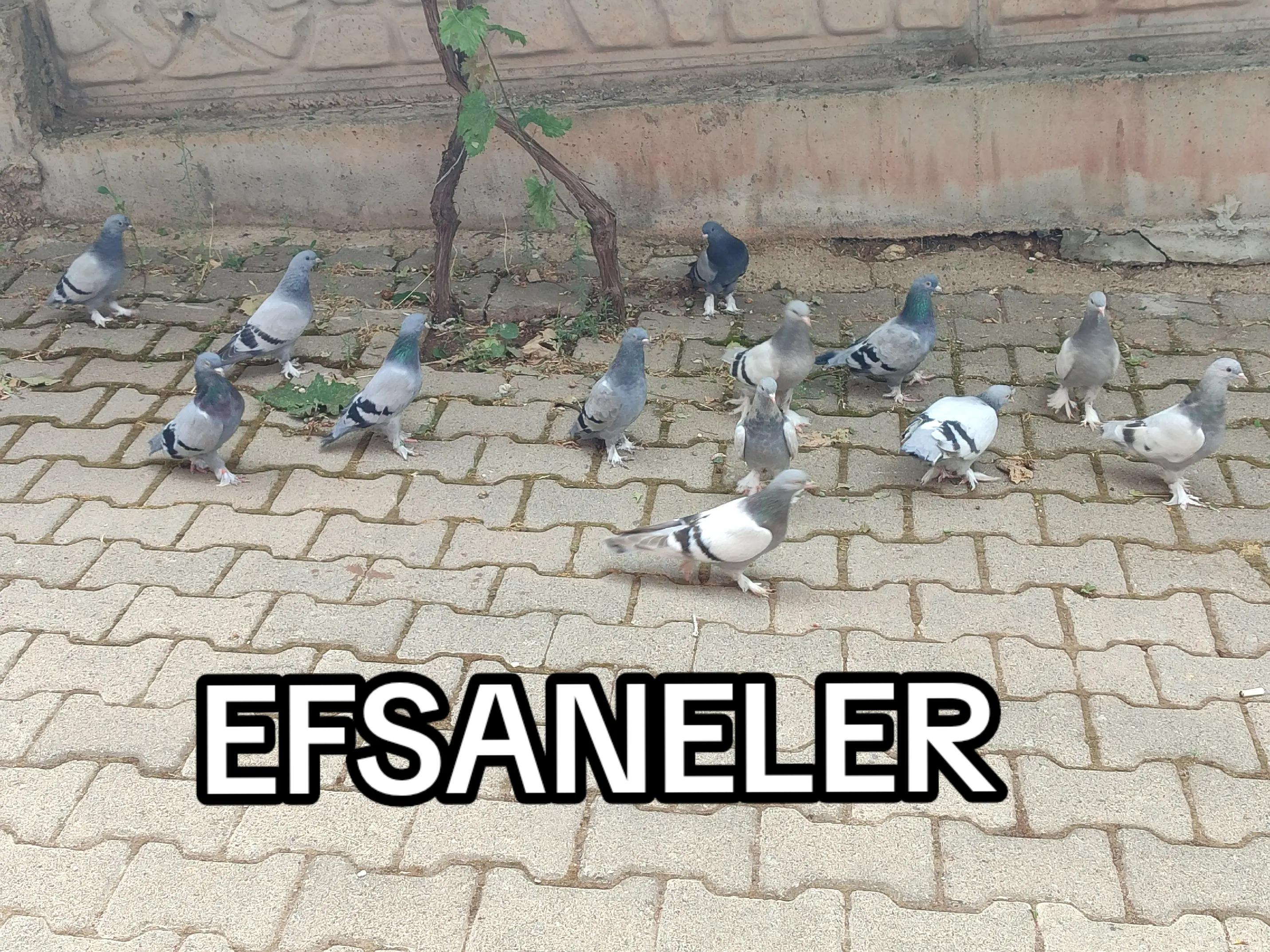 @Hacı Osman Tanrıkulu