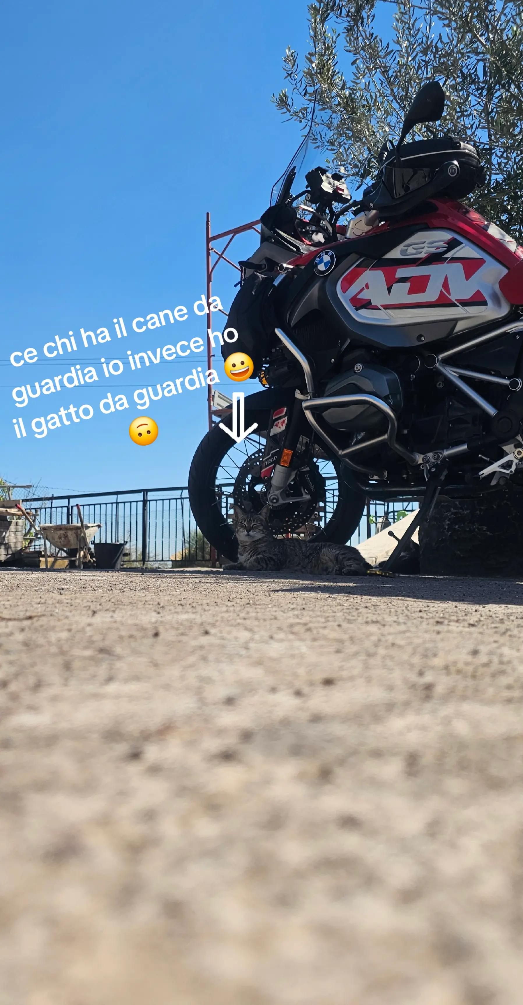 @Angelo Il Leone