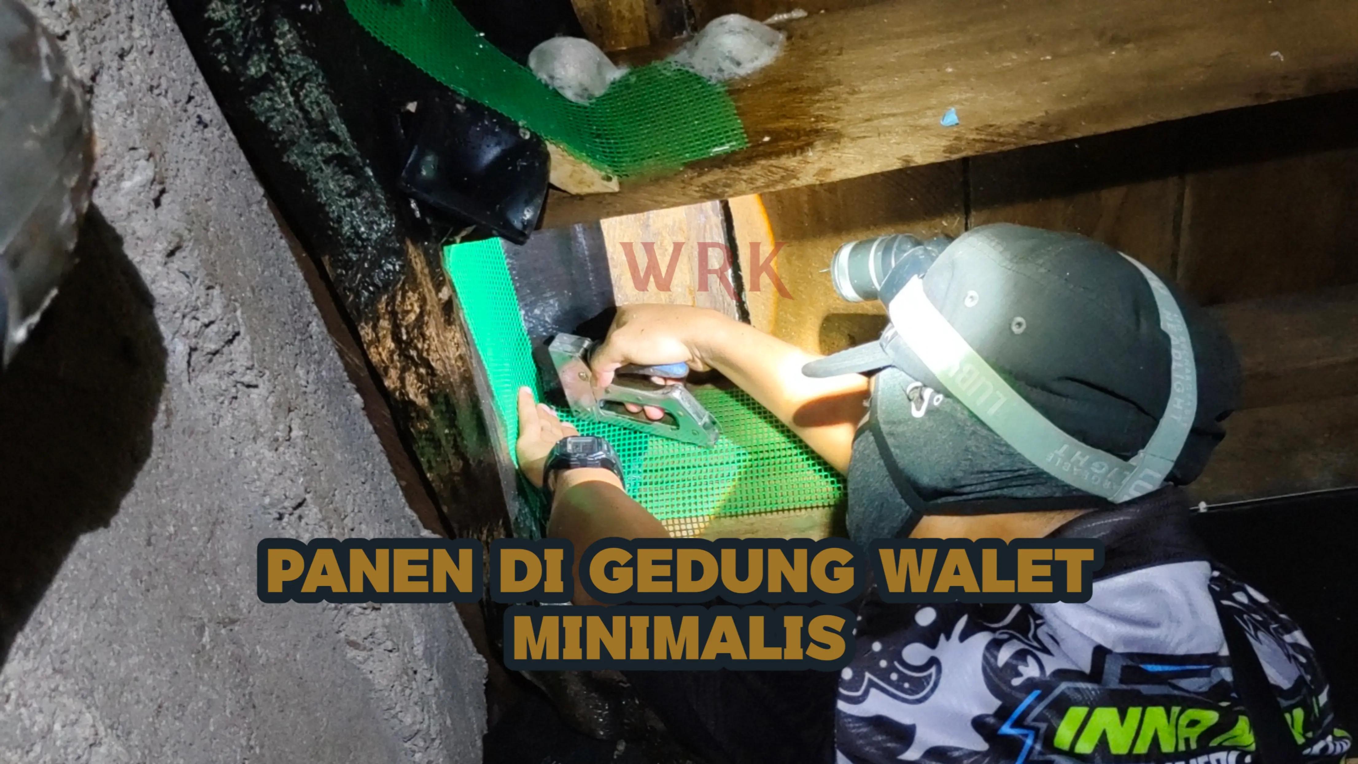 @Walet Rimba Kalimantan