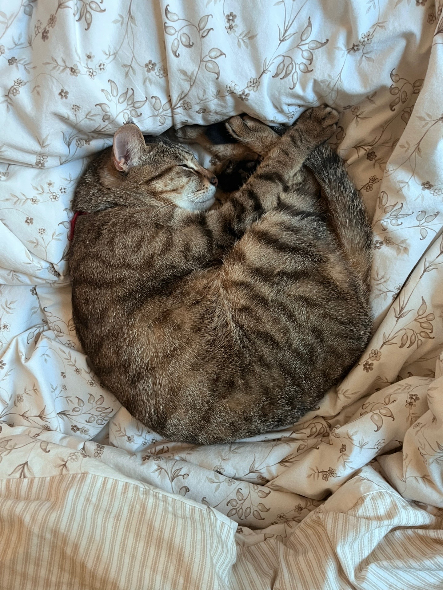 @meowcity