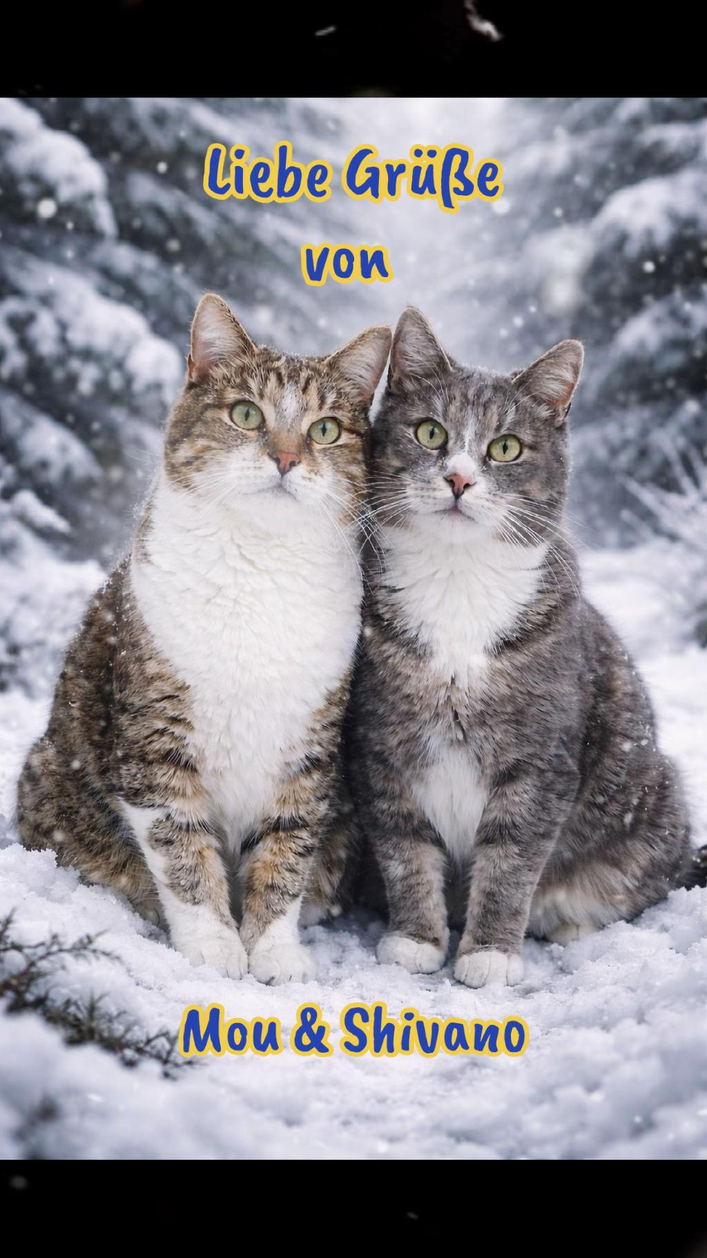 @Tina🙋🏼♀️Shiva🐈⬛❤️Mou🐈