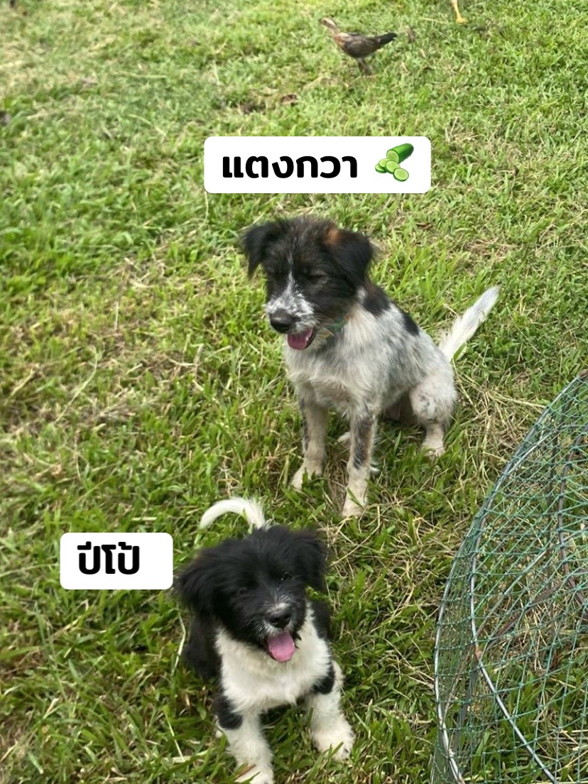 @ปะปิ้ว🐥