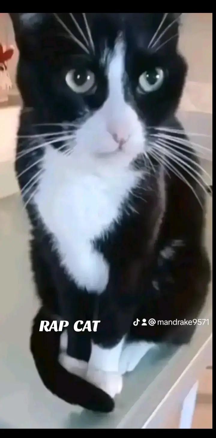 @RAP  CAT