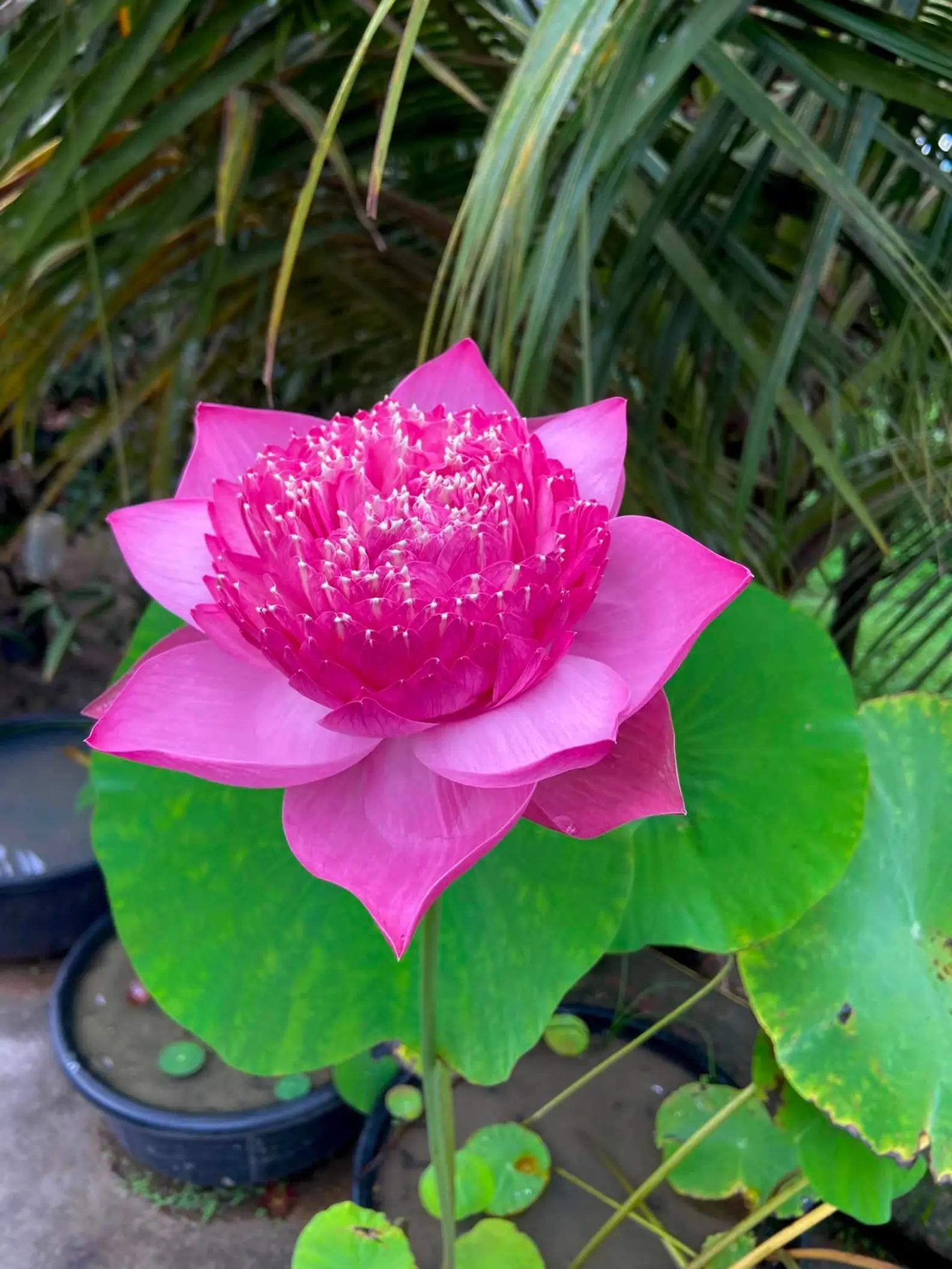 @🕉️ রো দ 🕉️