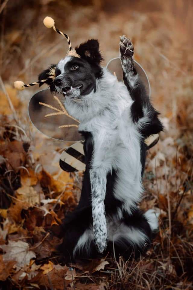 @Thunder Ridge Border Collies