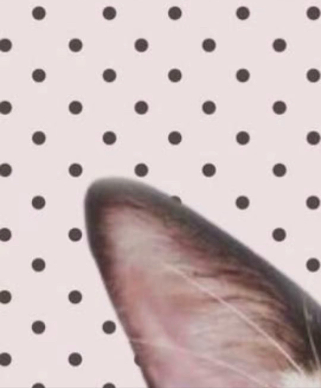 @~ 𝐂𝐡𝐞𝐫𝐫𝐲