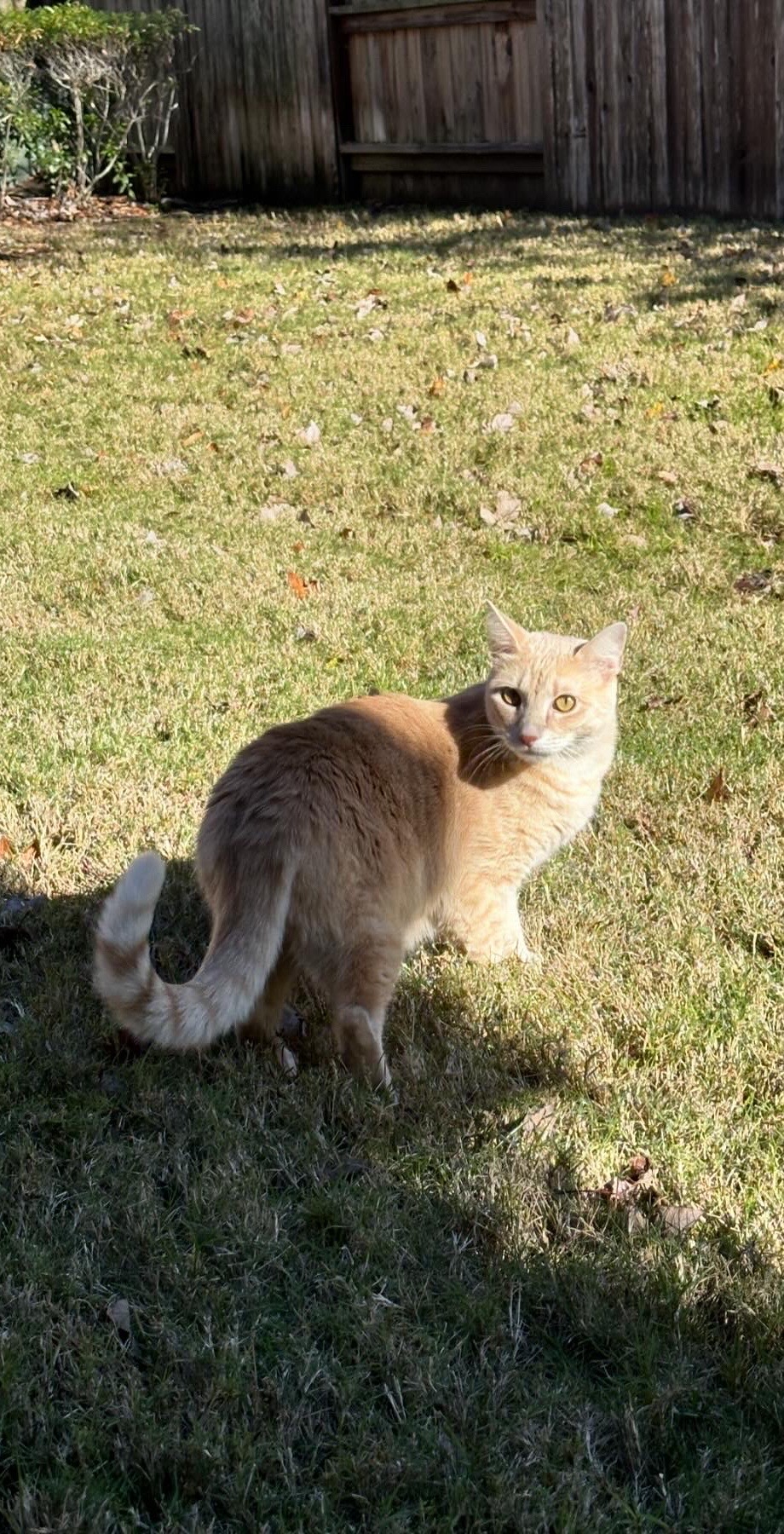 @roti_the_cat