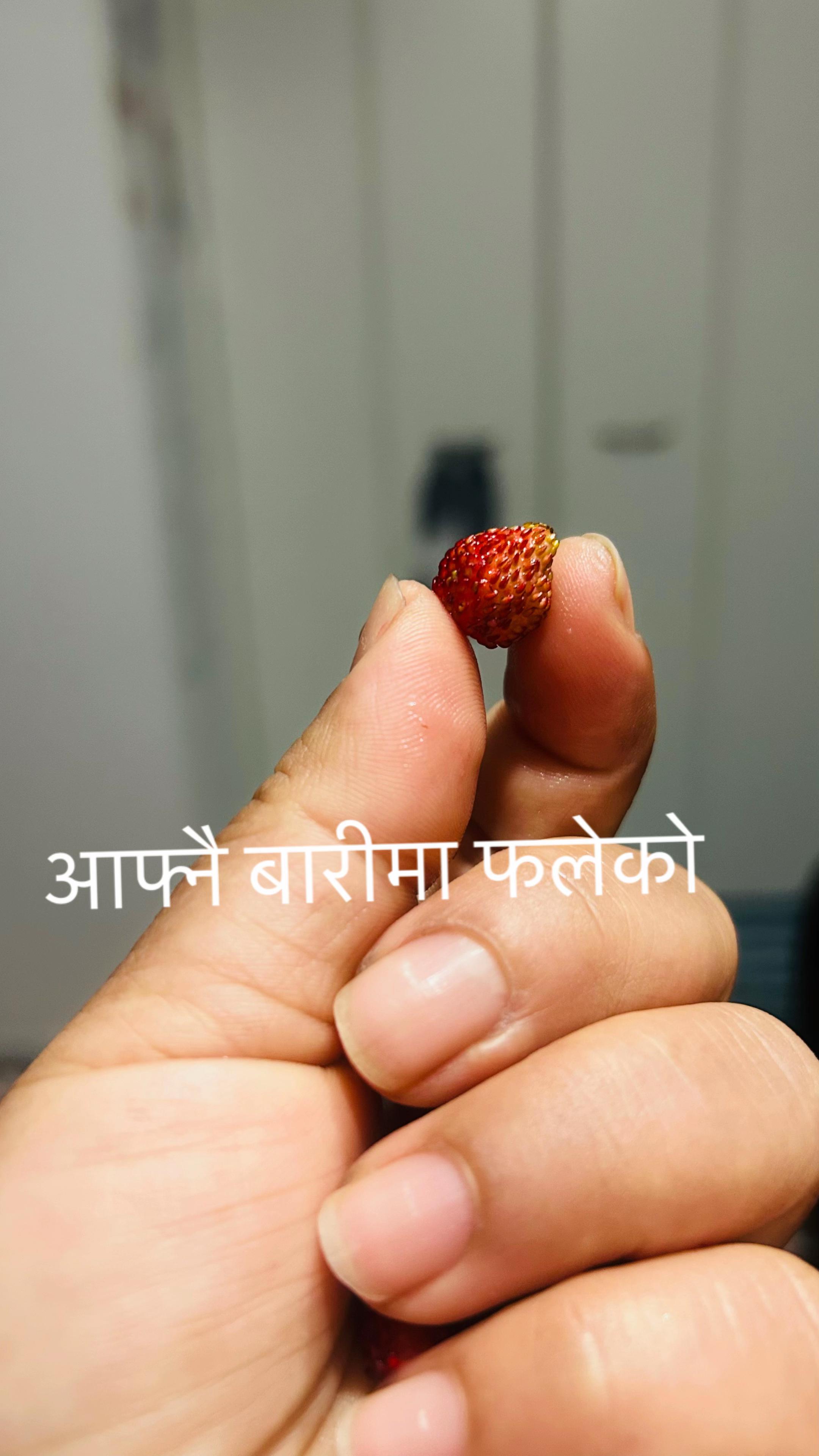 @binisha_nibi