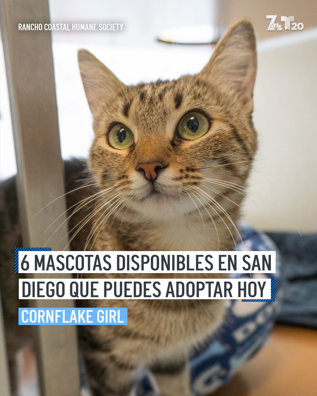 @telemundosandiego