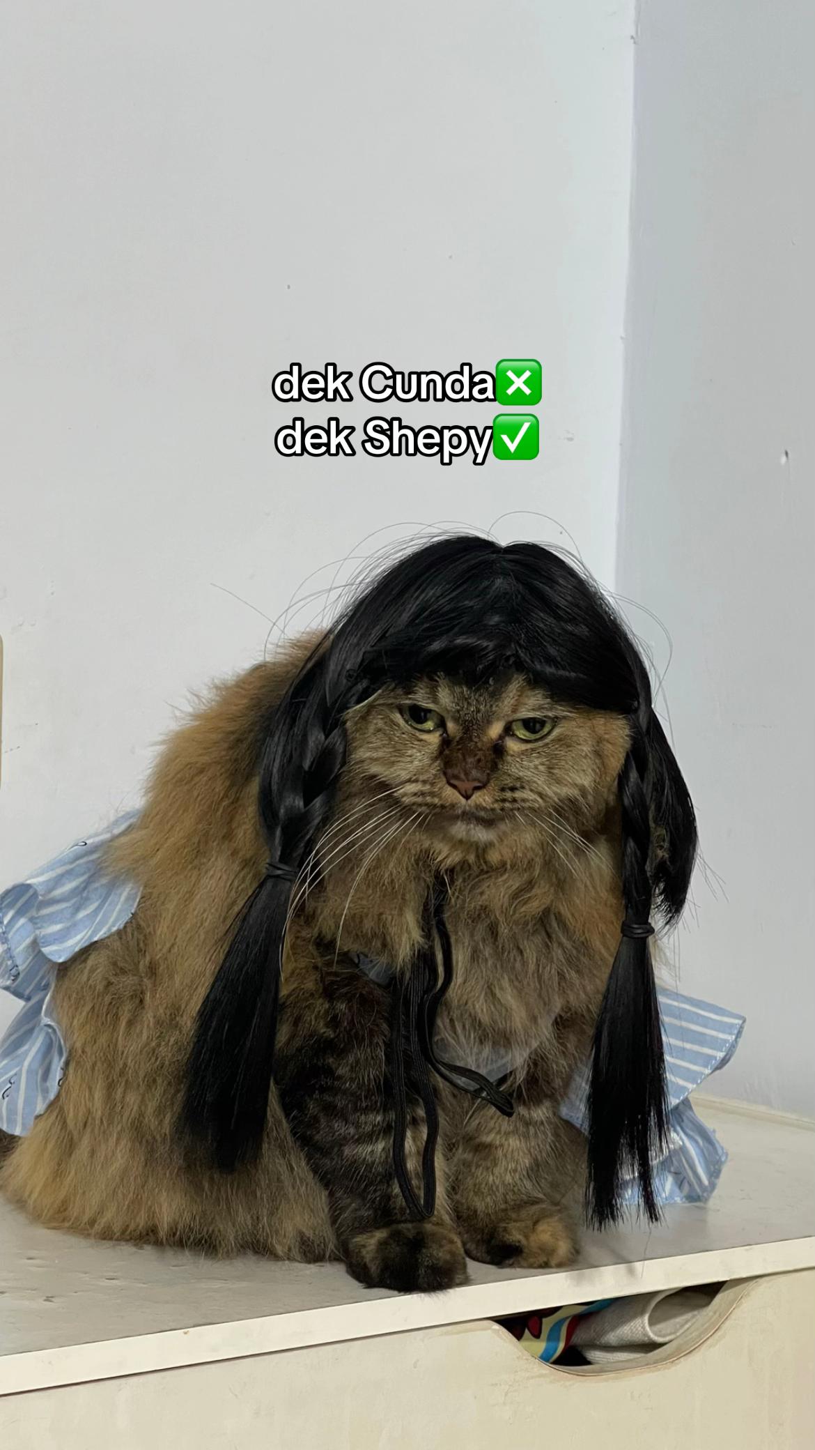 @ShepyCat🌻