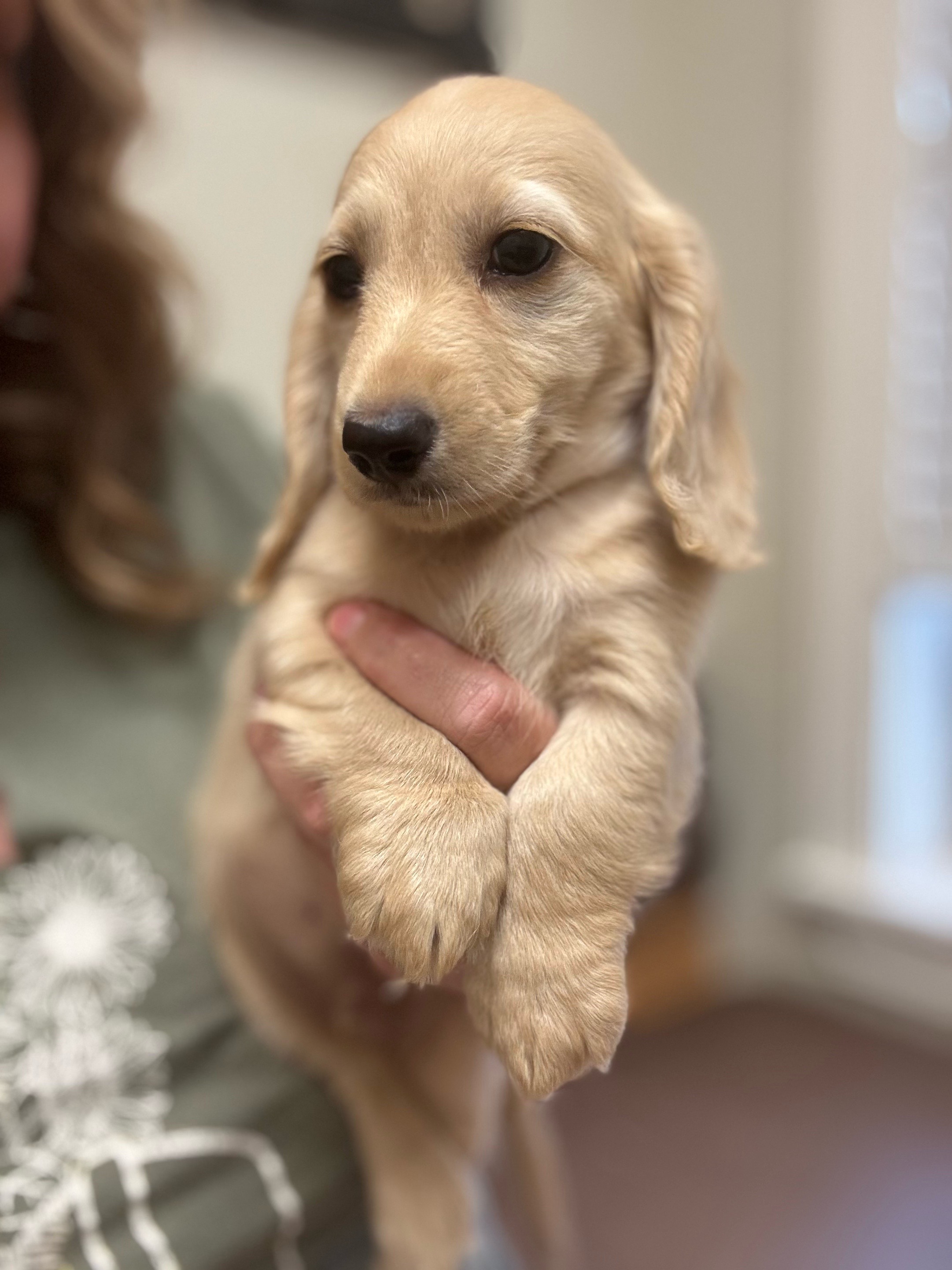 @Charisma Dachshunds