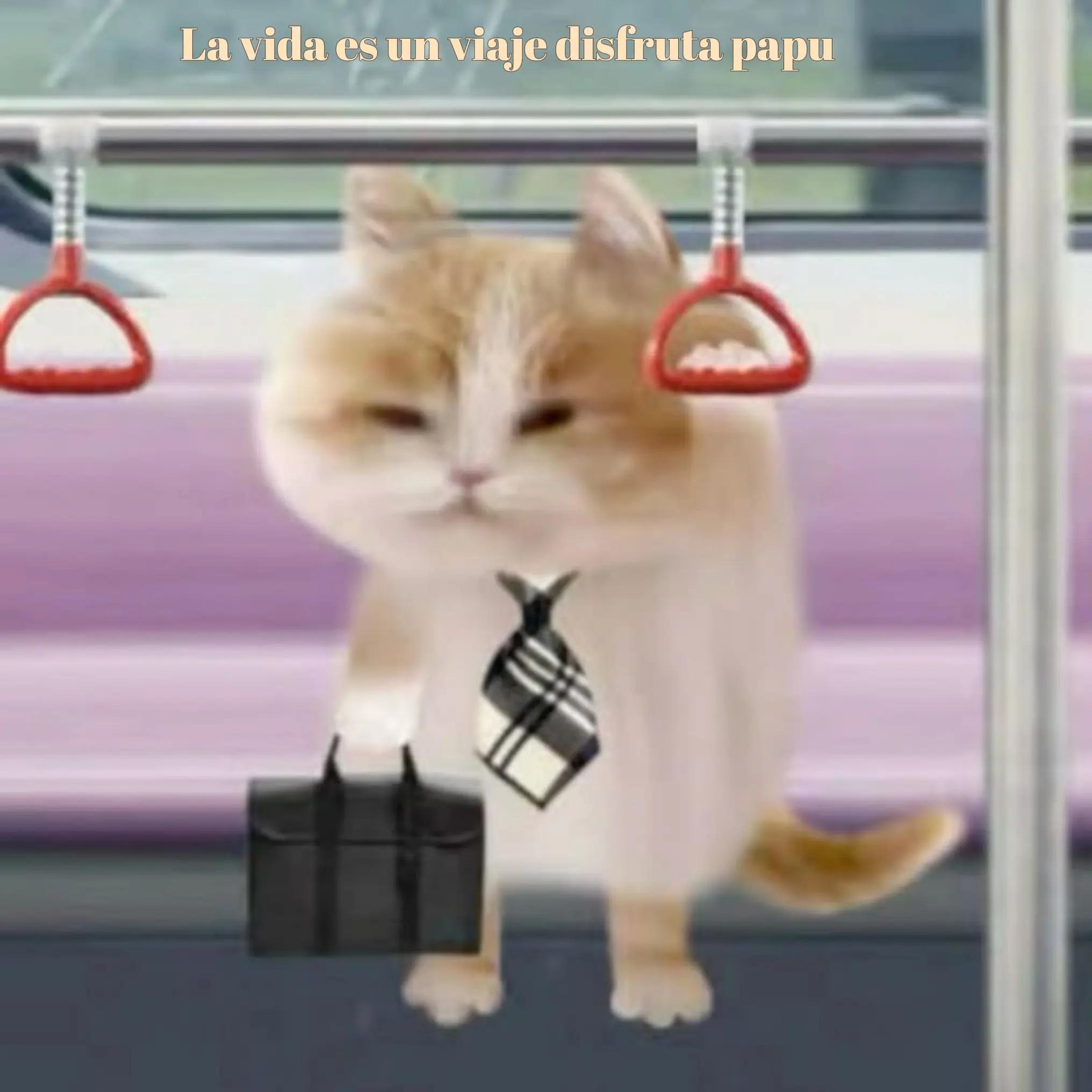 @Ivonne