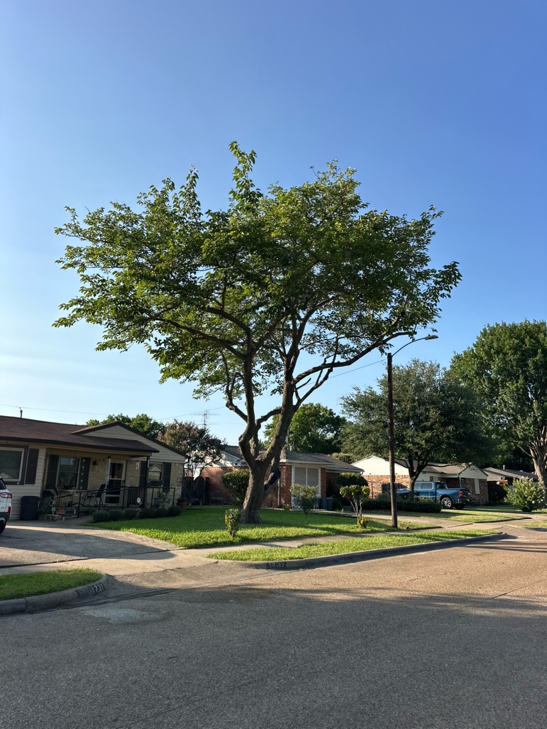 @Live Oak Tree Service