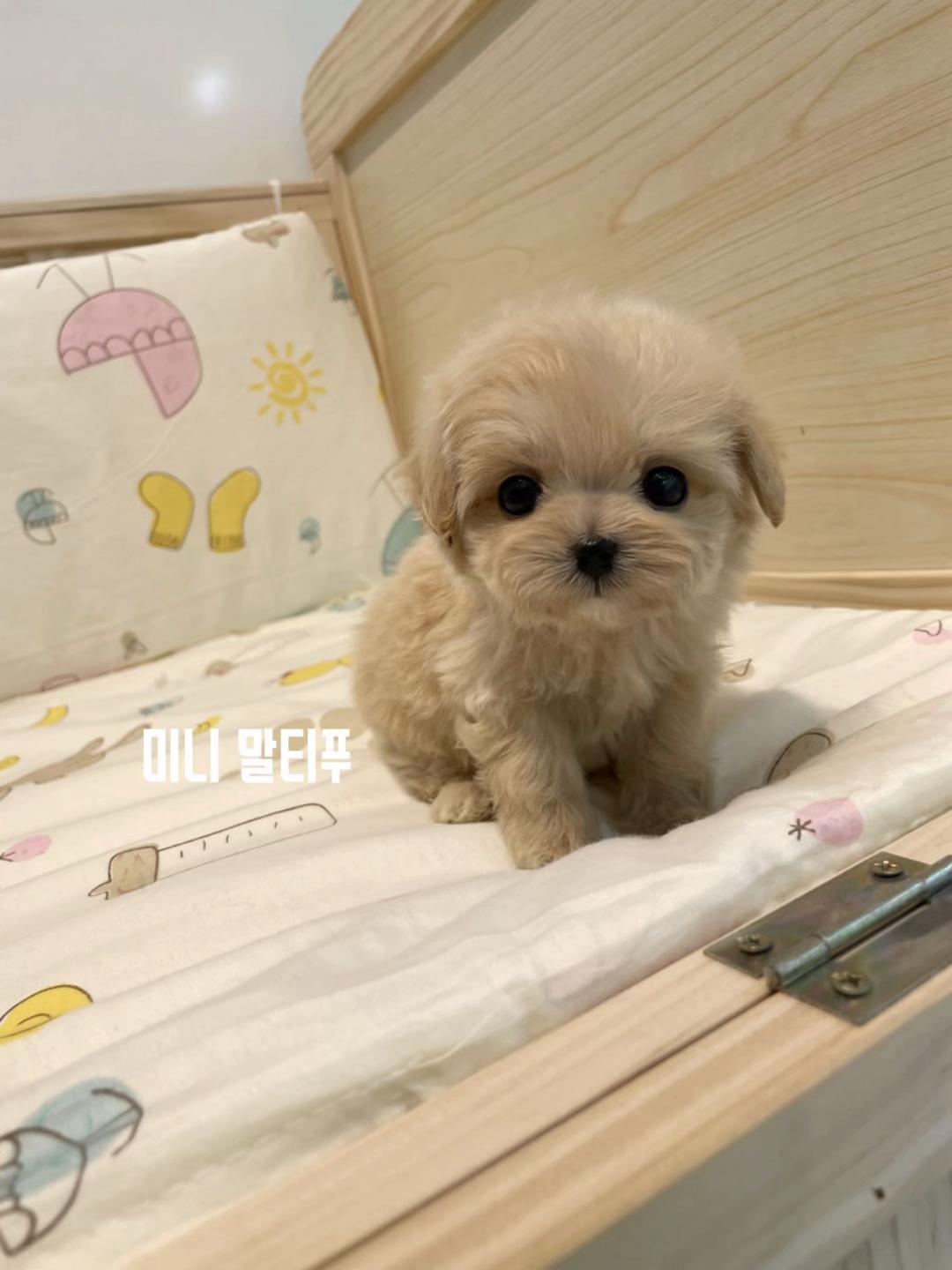 @perro feliz