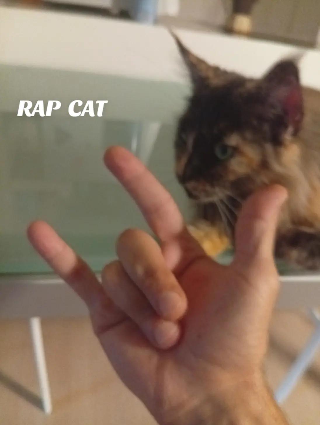 @RAP  CAT