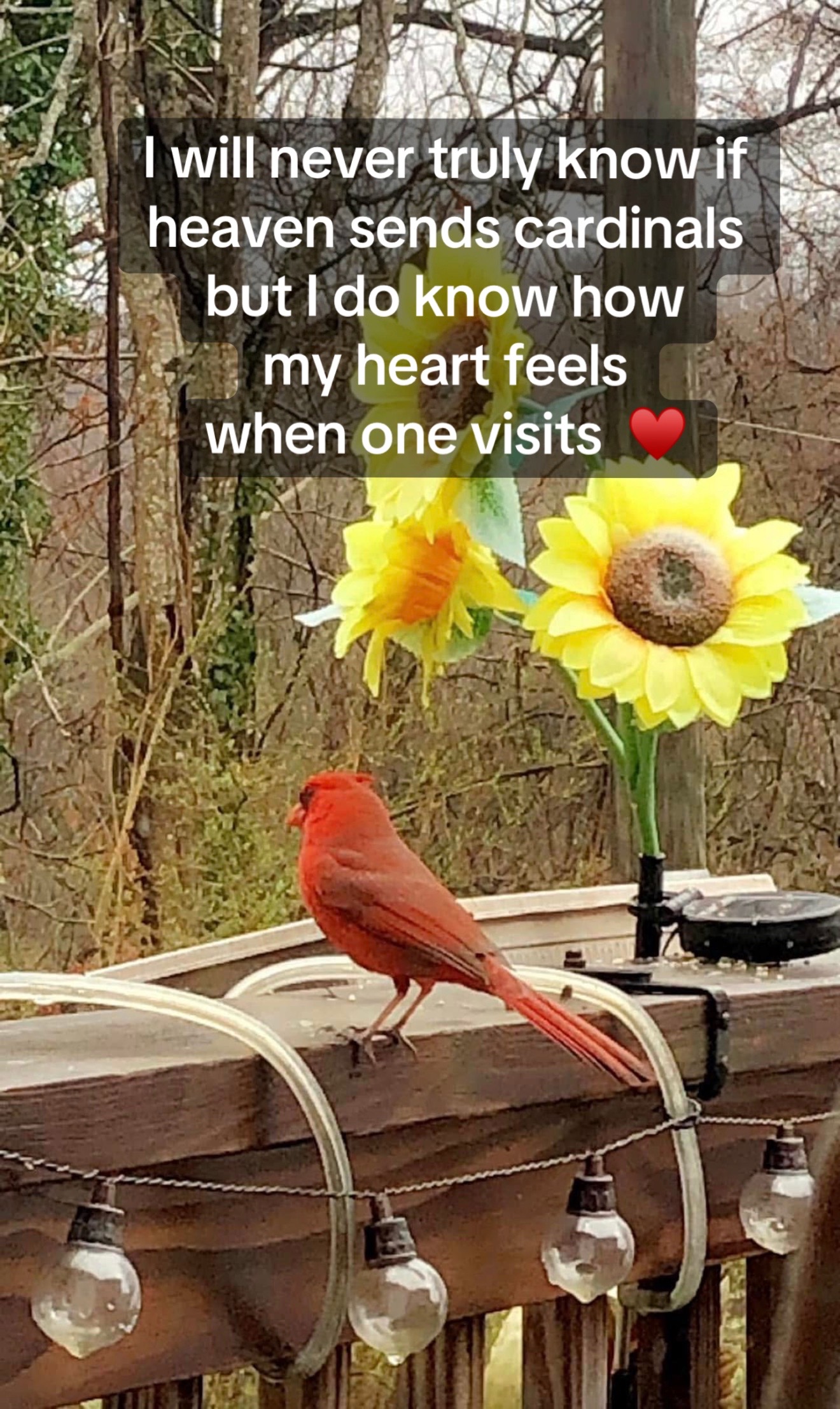 @Verity Q