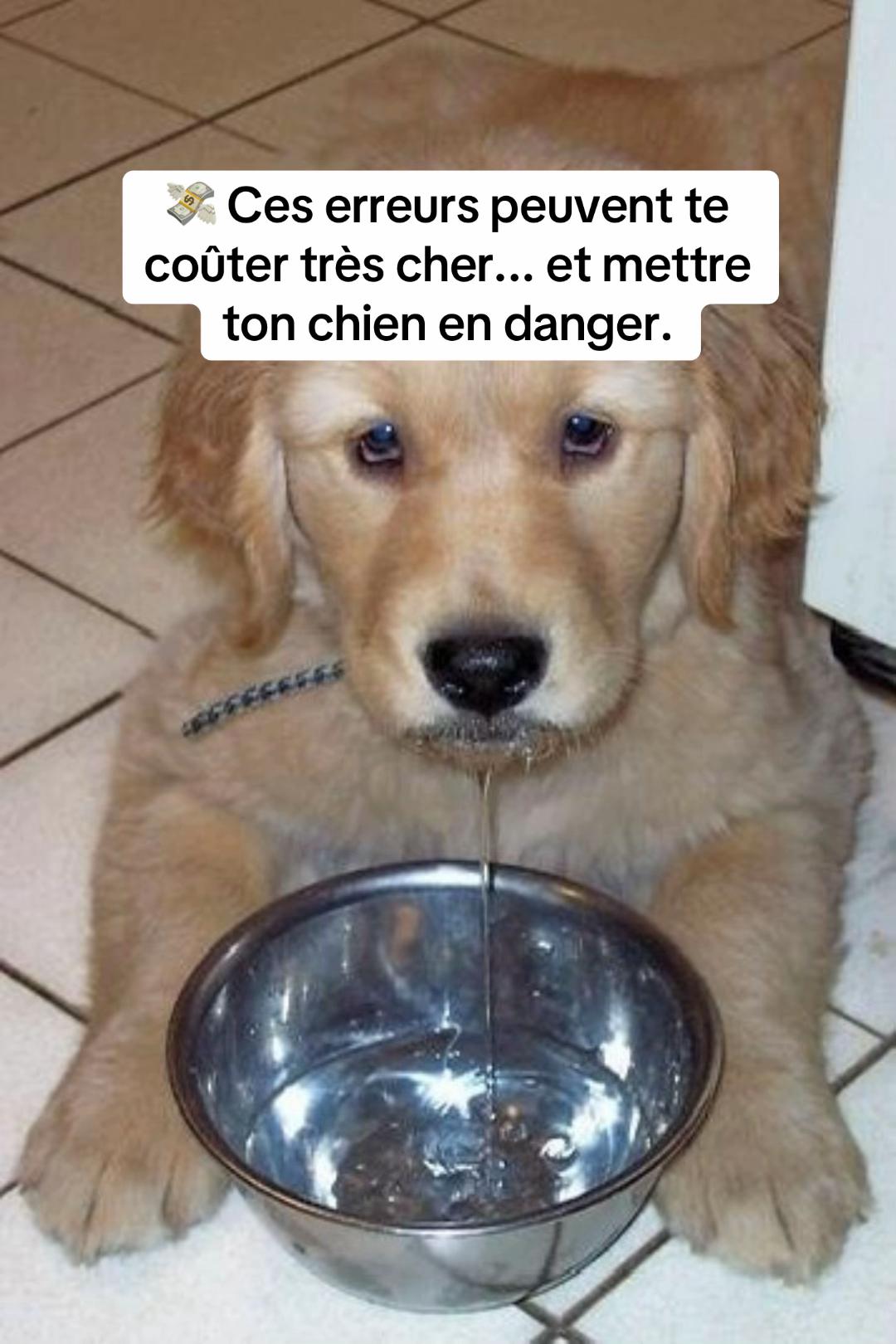 @Sunny Le Frenchie 🐾🌞