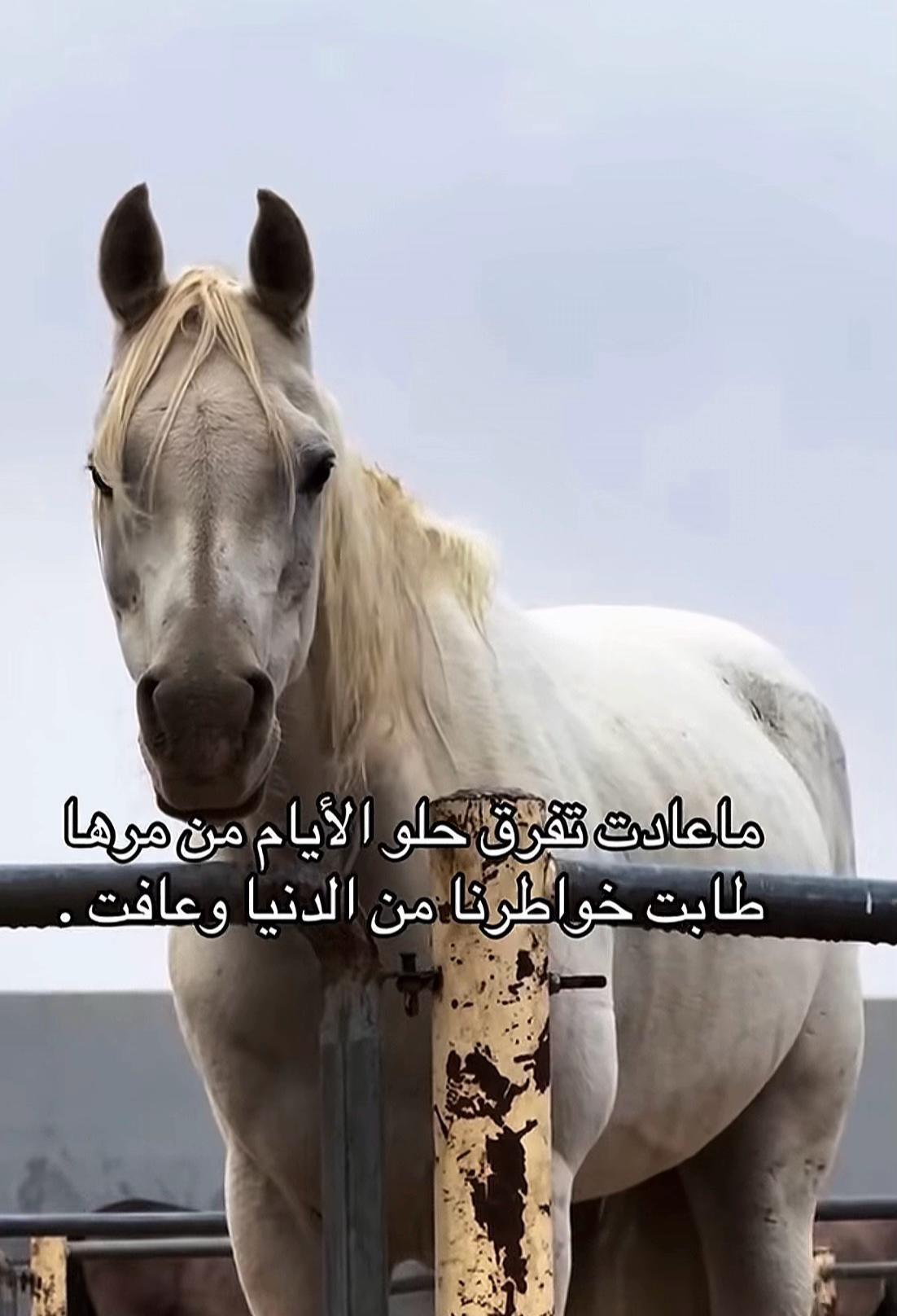 @shamsa