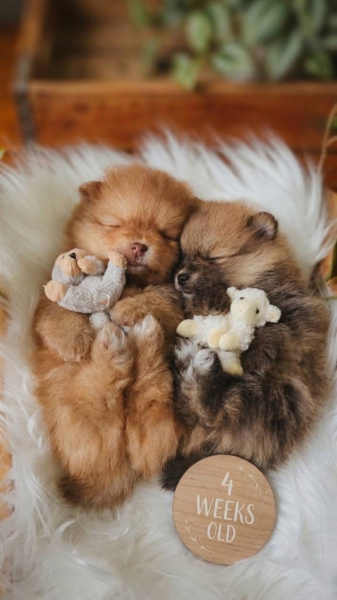 @Fingerlakes Pomeranians