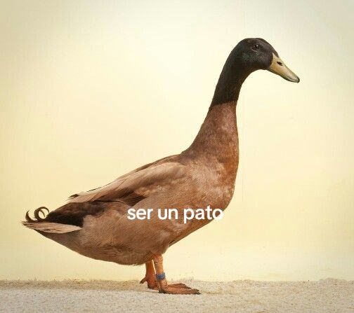 @🥀🤍