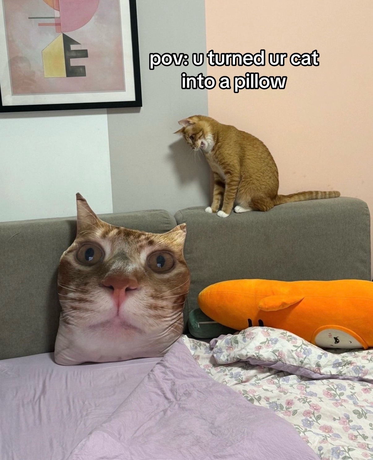 @cat memes