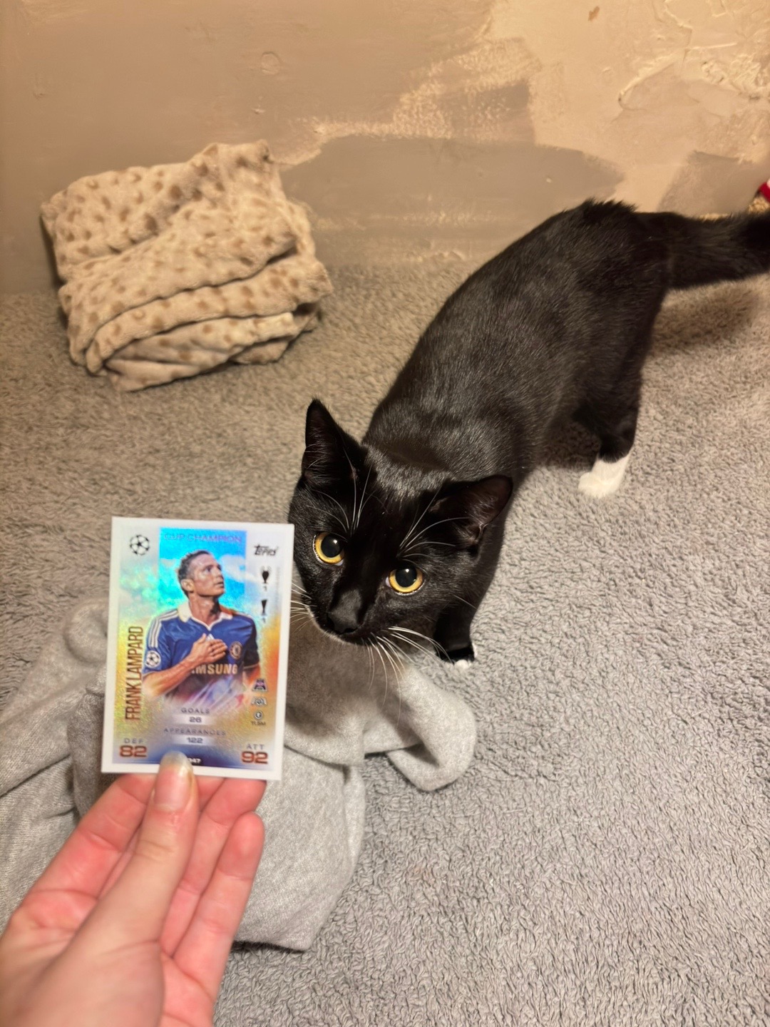 @frankiethetuxedocat_