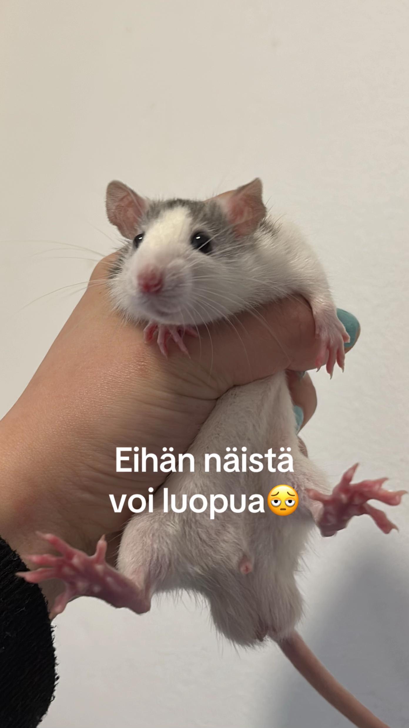 @♓️ENRIIKKA