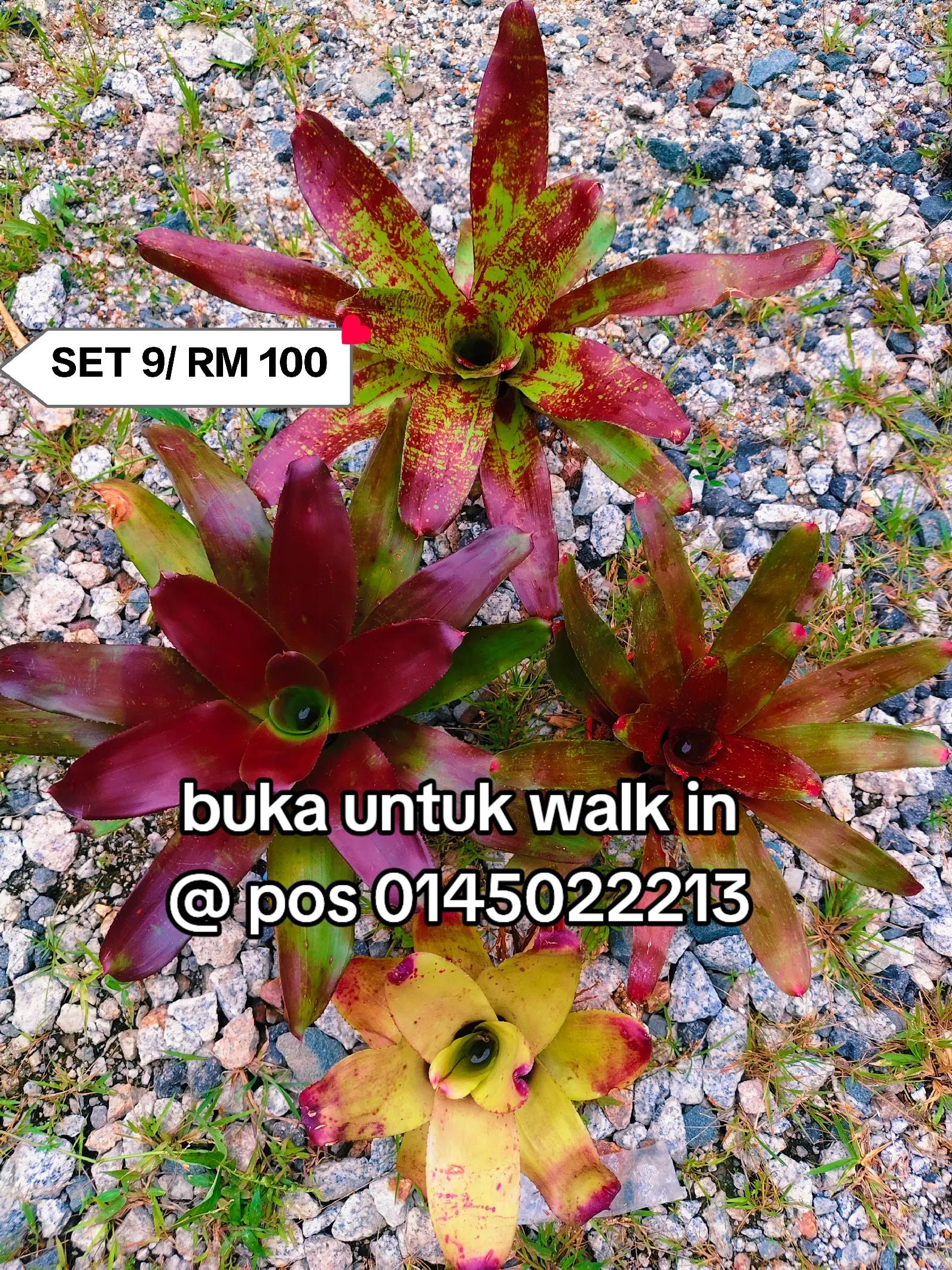 @MEKNA Garden