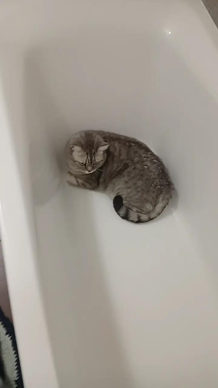 @Хонкантон