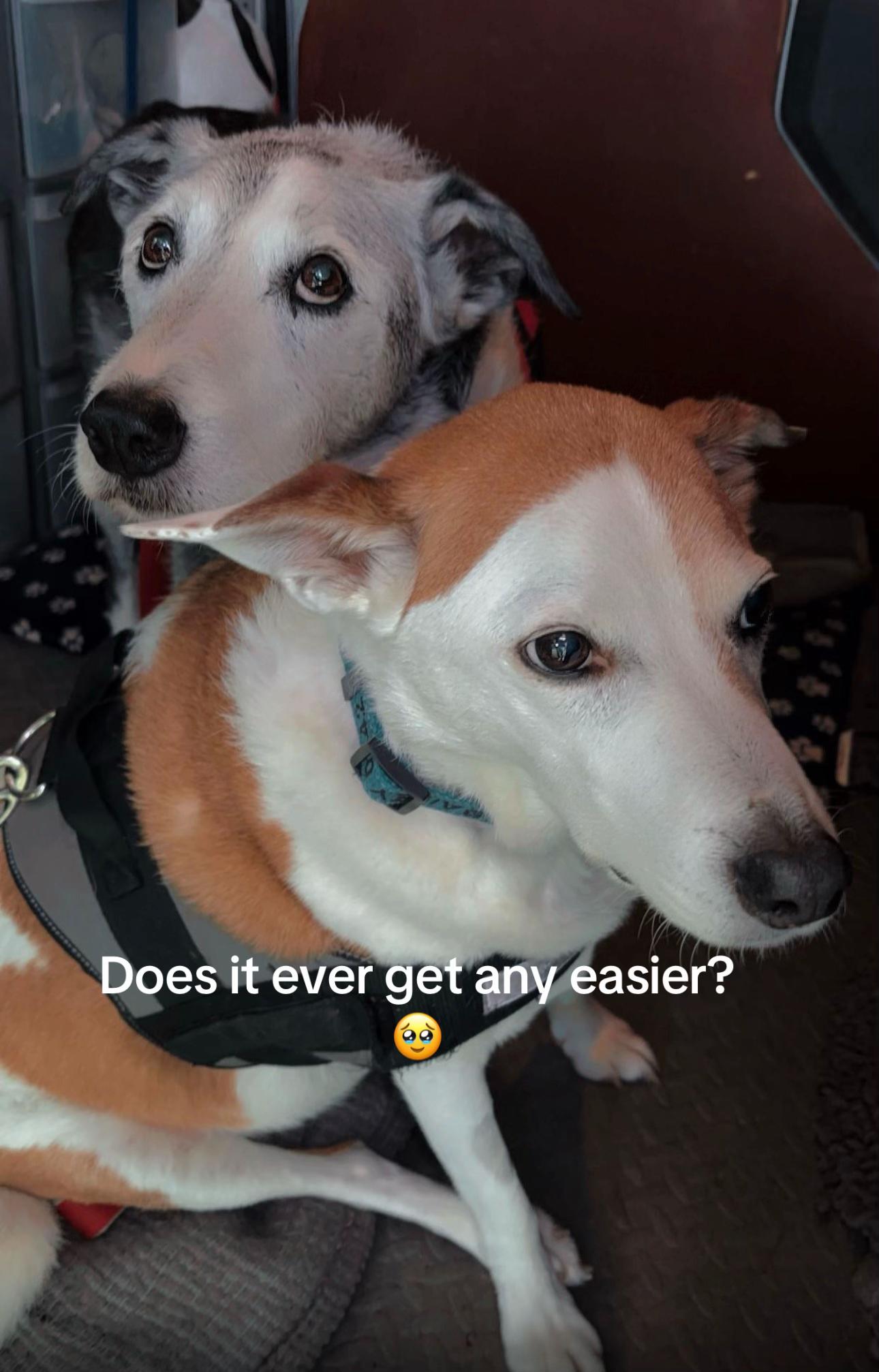 @Jamie of Burnsbys Walkies
