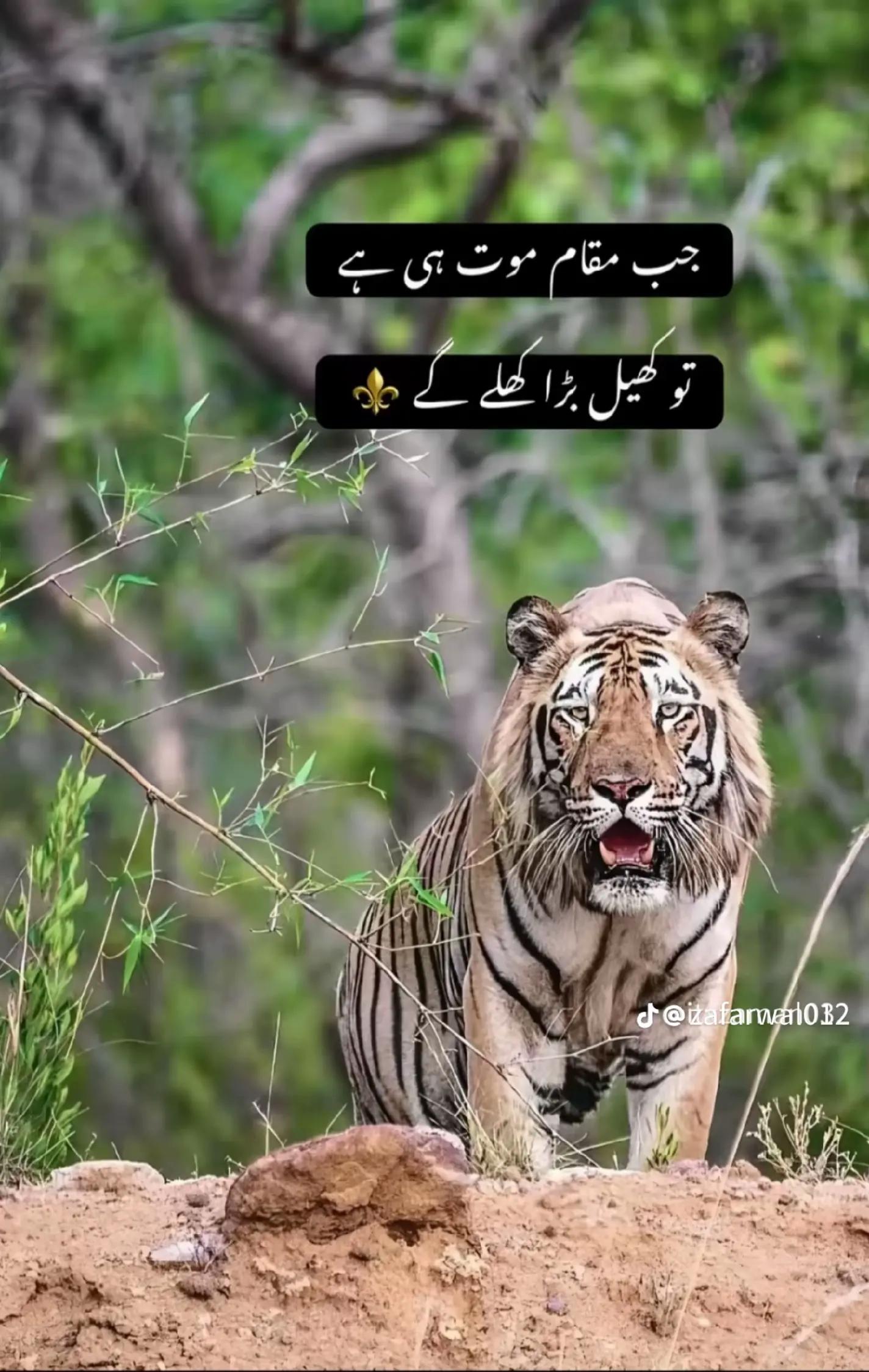 @adeel king 👑