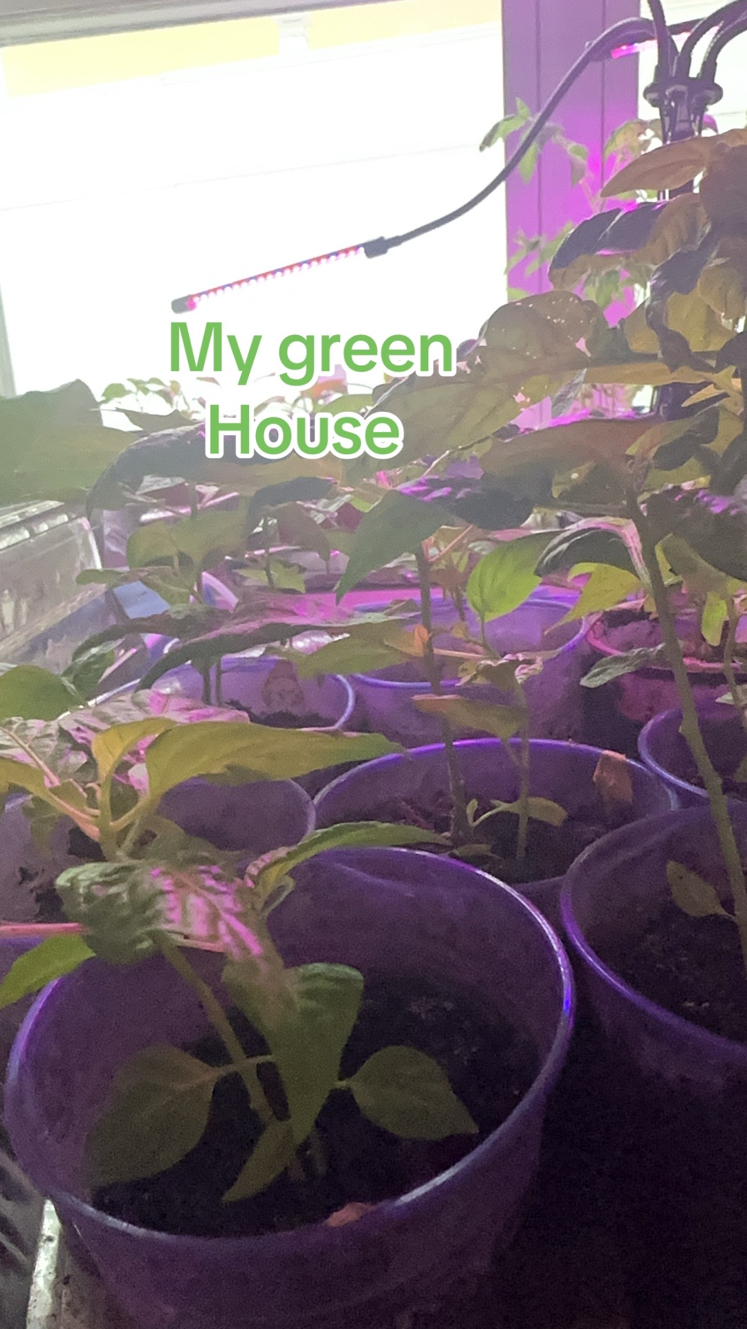 @Grace&rsquo;s garden